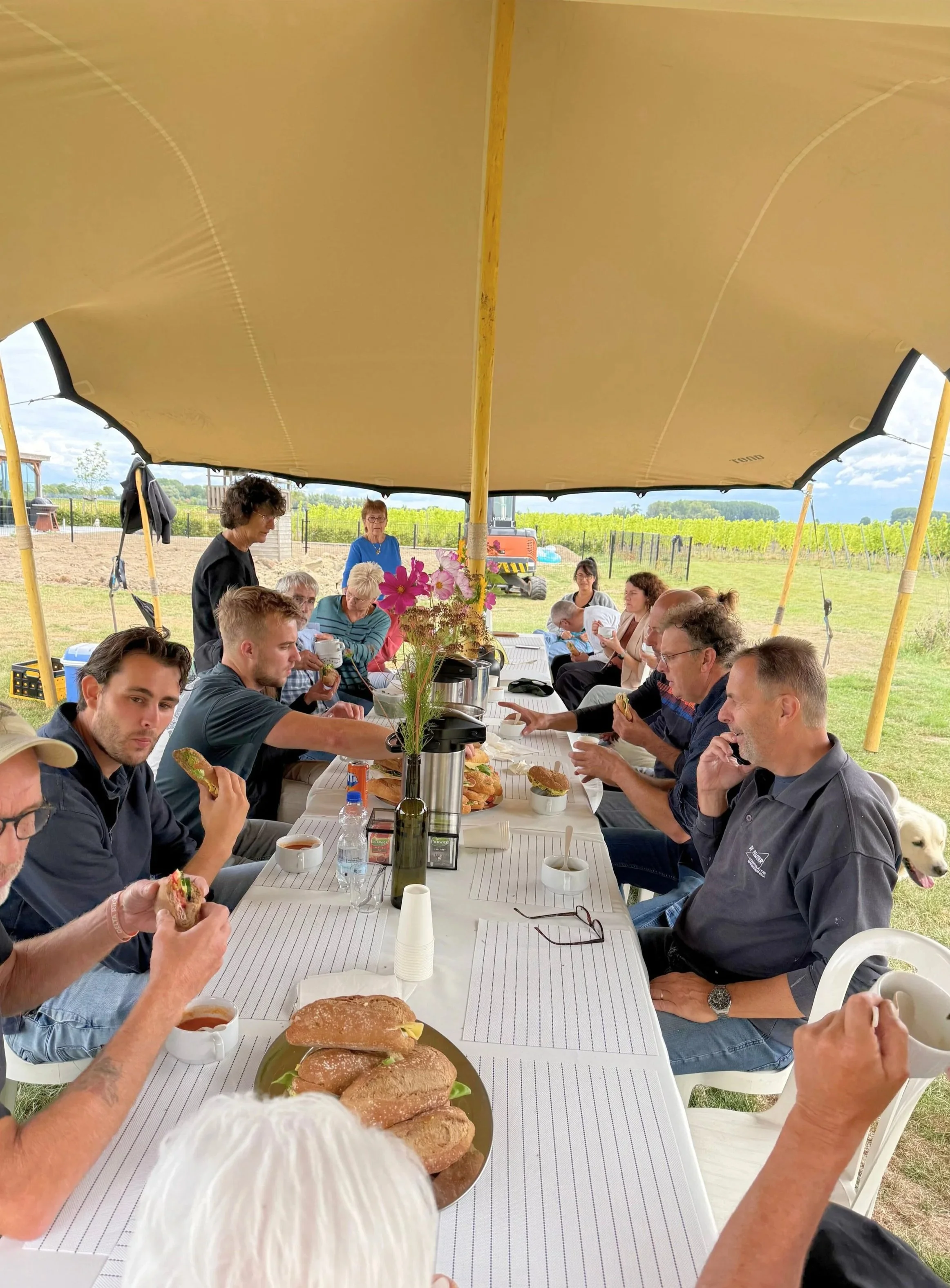 Mensen zitten onder een grote tent op een lange tafel met eten en drinken, lunch tijdens de pluk van de druiven uit wijngaard bossenblie in Axel