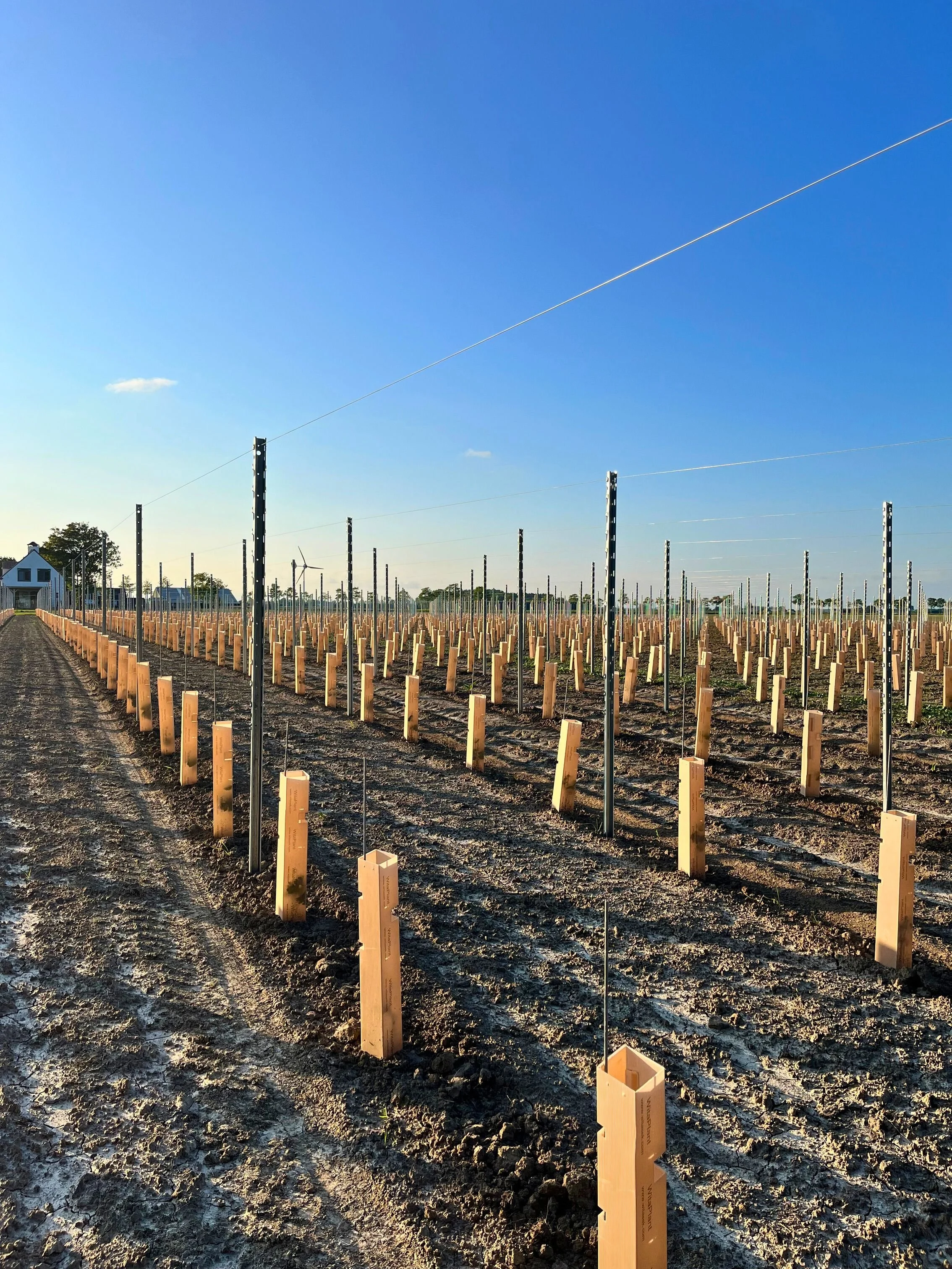 Een veld met houten paaltjes en metalen palen, klaar voor het planten van jonge wijnranken voor wijngaard bossenblie in Axel