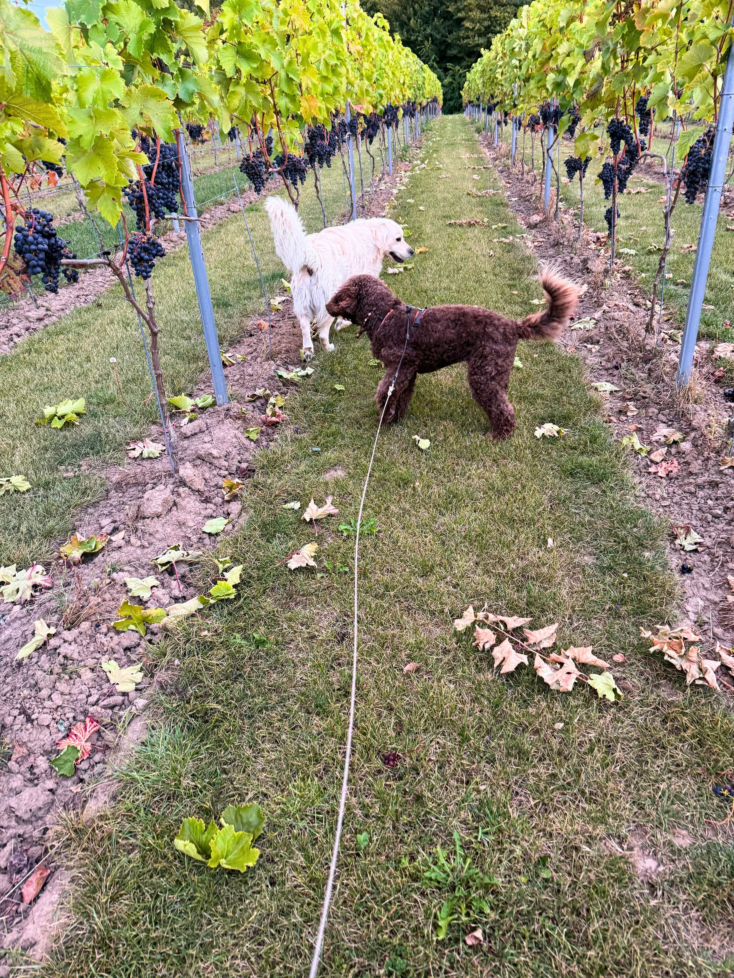Twee honden lopen tussen wijngaarden met druiven, een witte en een bruine hond van wijngaard bossenblie