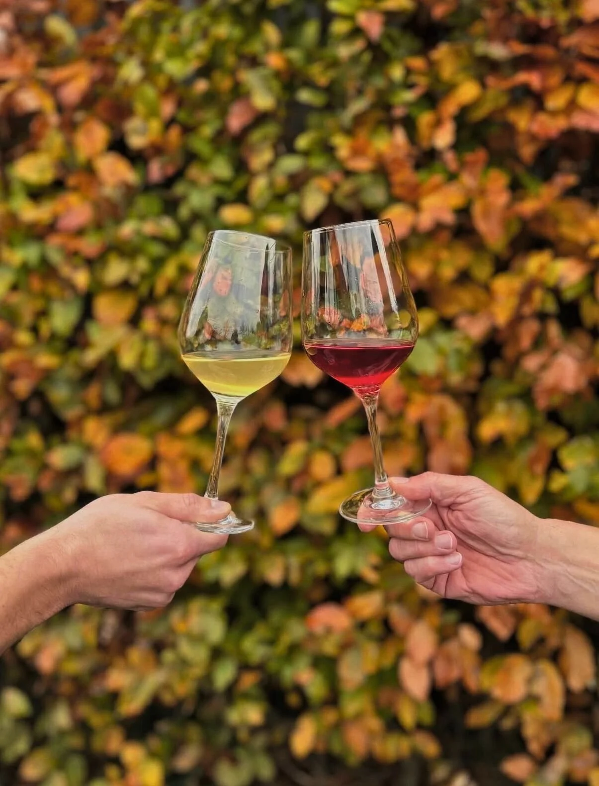 Twee handen houden elk een glas wijn, een met witte wijn en de andere met rode wijn, wijn uit Zeeland.