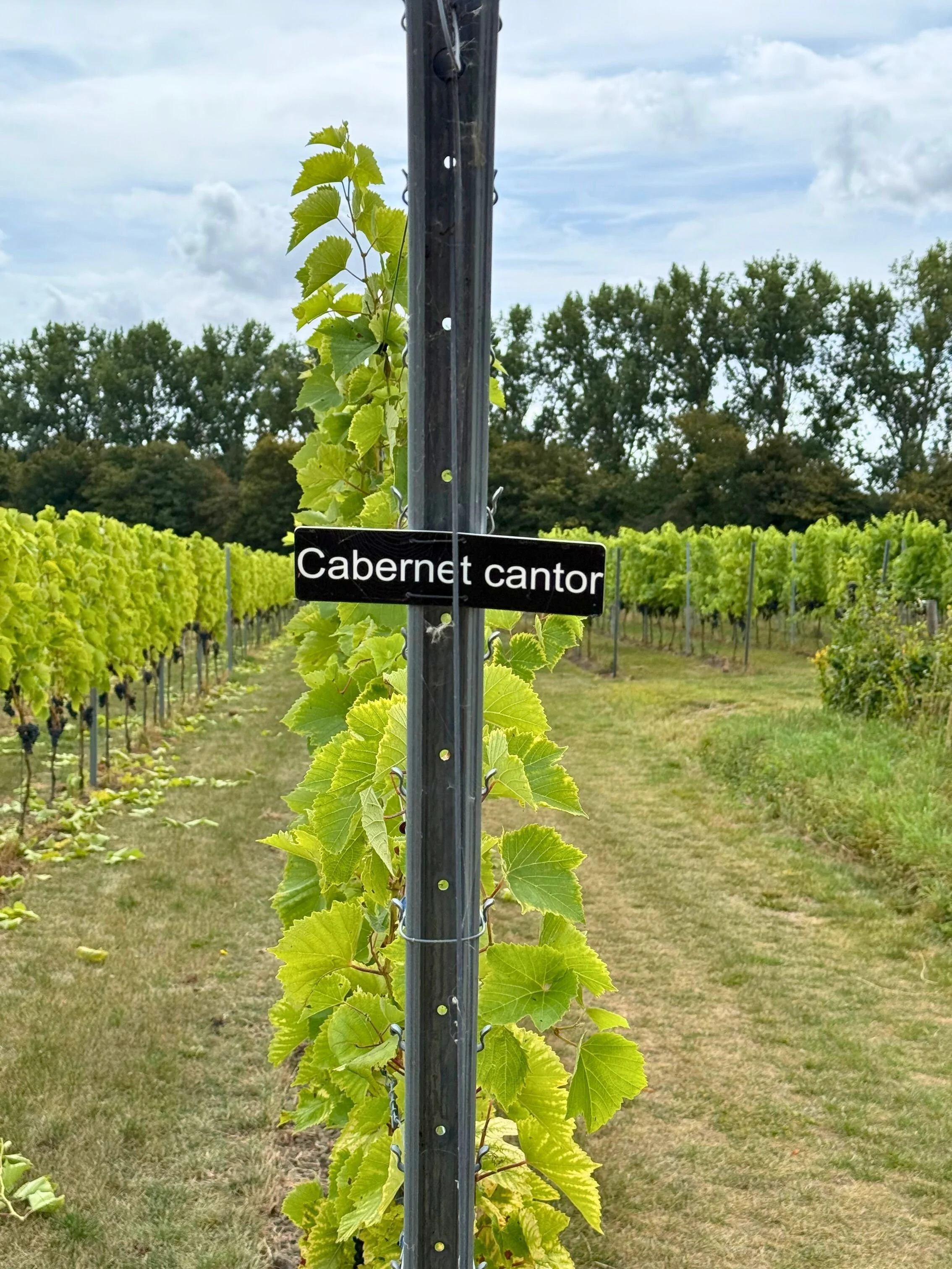 WIjngaard bossenblie voorzien van een bord met de tekst 'Cabernet cantoris',één van de druivenrassen die worden geteelt in axel.