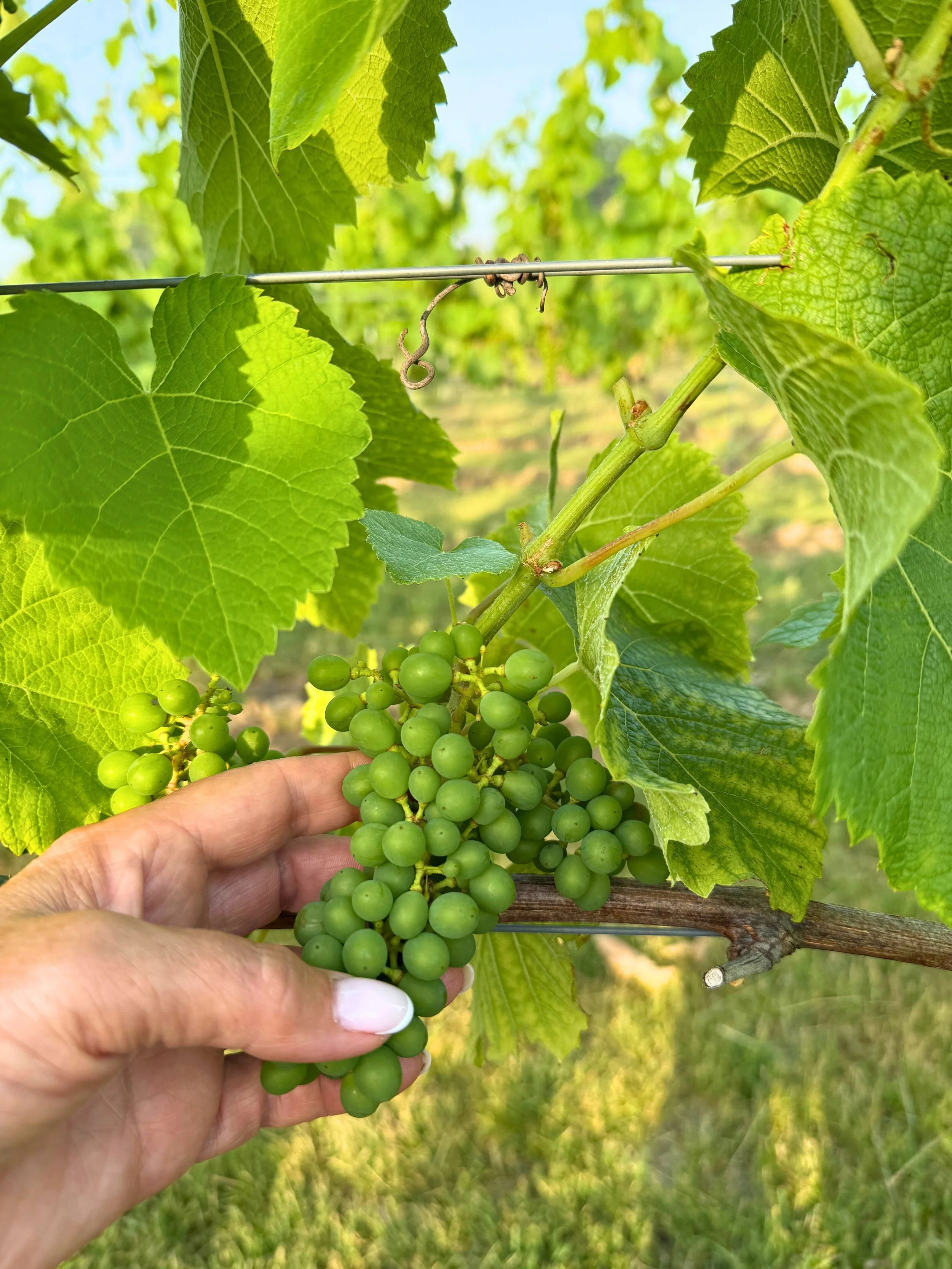 Groene druiven hangen aan een wijnrank, met grote groene bladeren eromheen en een hand die de druiven vasthoudt.