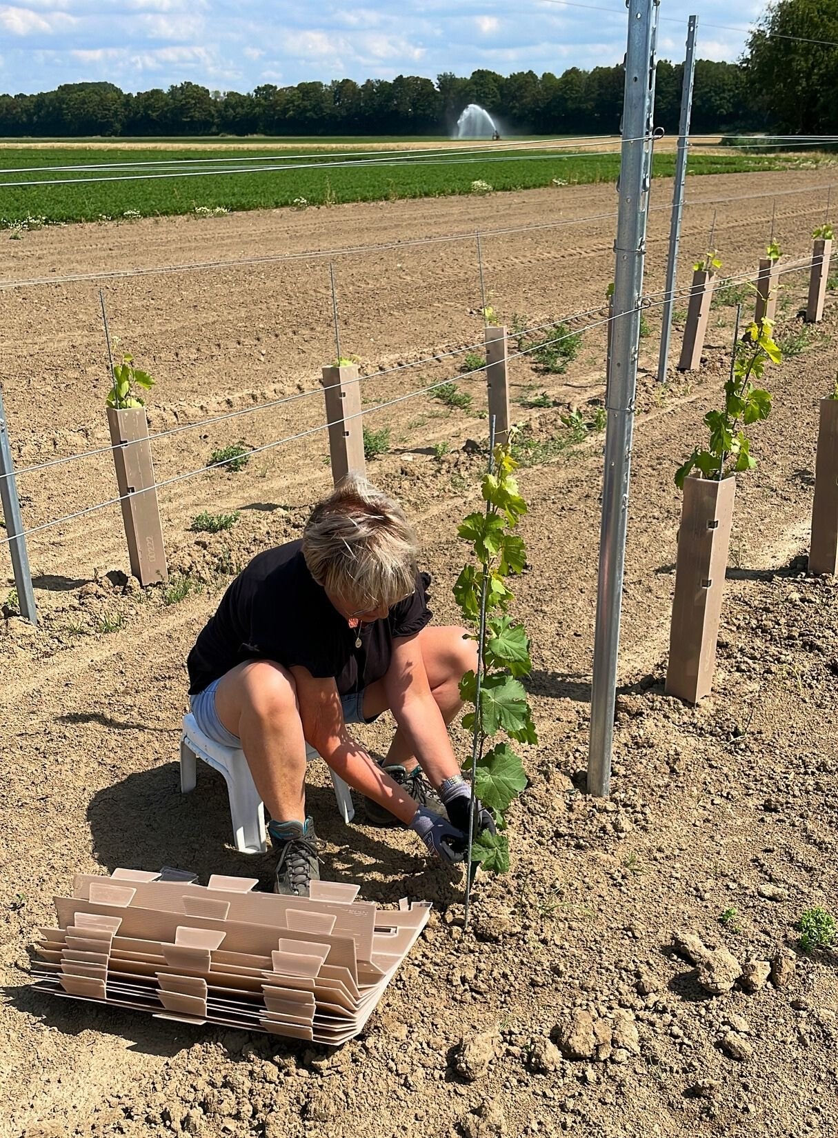 Een persoon plant een druivenstruik in een veld met metalen stolpen en draden voor gaard. Op wijngaard bossenblie in Zeeland voor het maken van lokale Zeeuwse wijn.