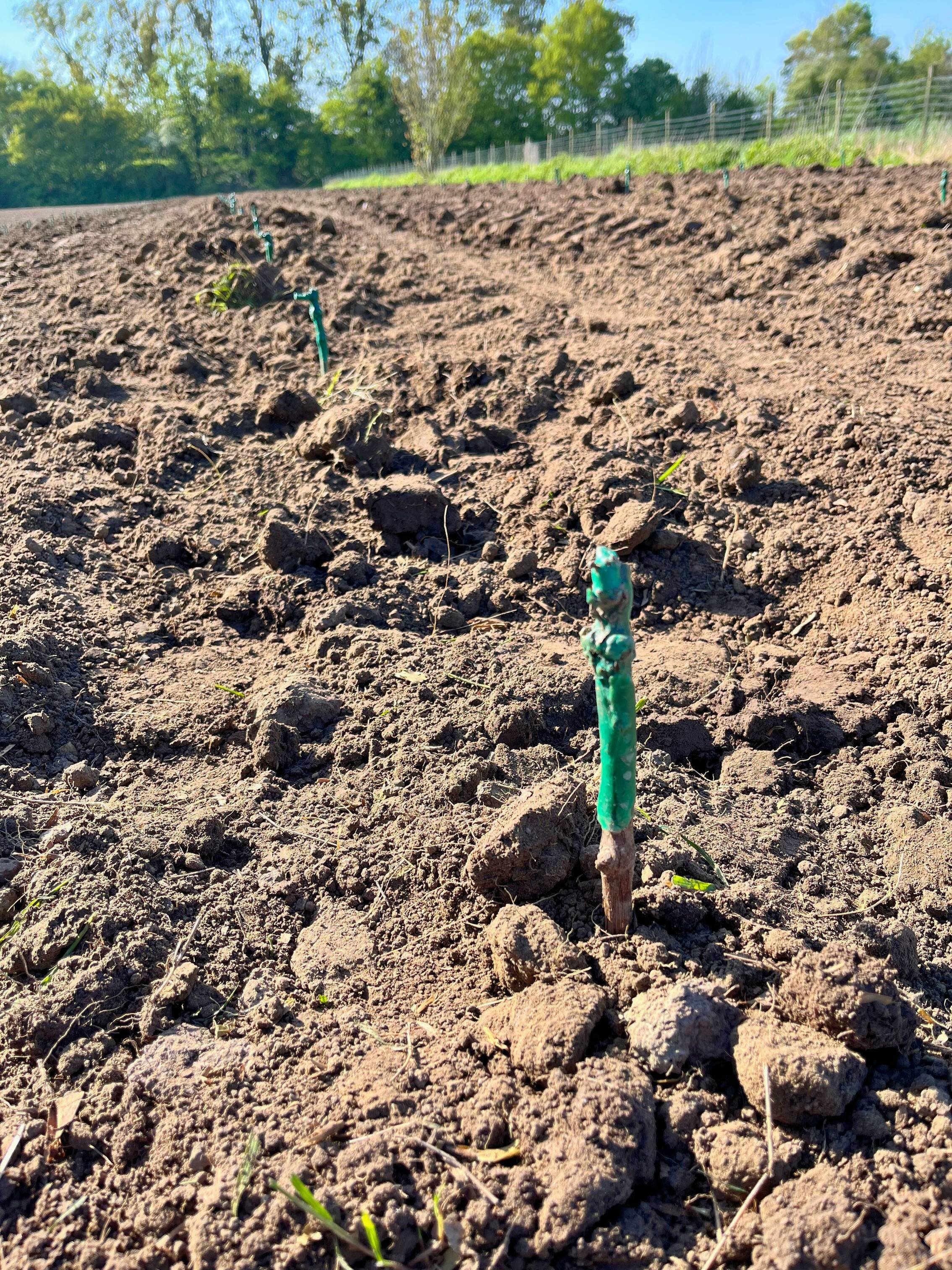 Voorjaarsbloeiers, jonge plantjes en spruiten groeien in de tuin, met vruchtbare, losgemaakte aarde.
