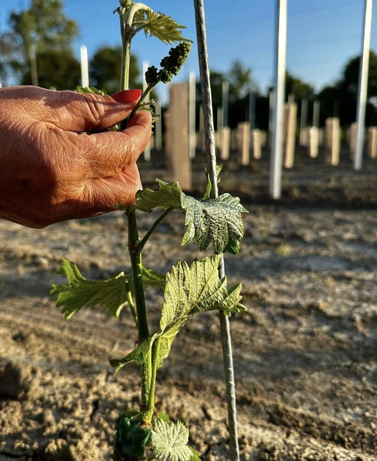 Een hand plukt een druif uit een wijnstok in de natuur, met een achtergrond van een wijngaard en blauwe hemel.