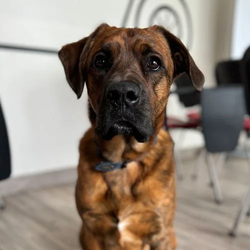 Duke