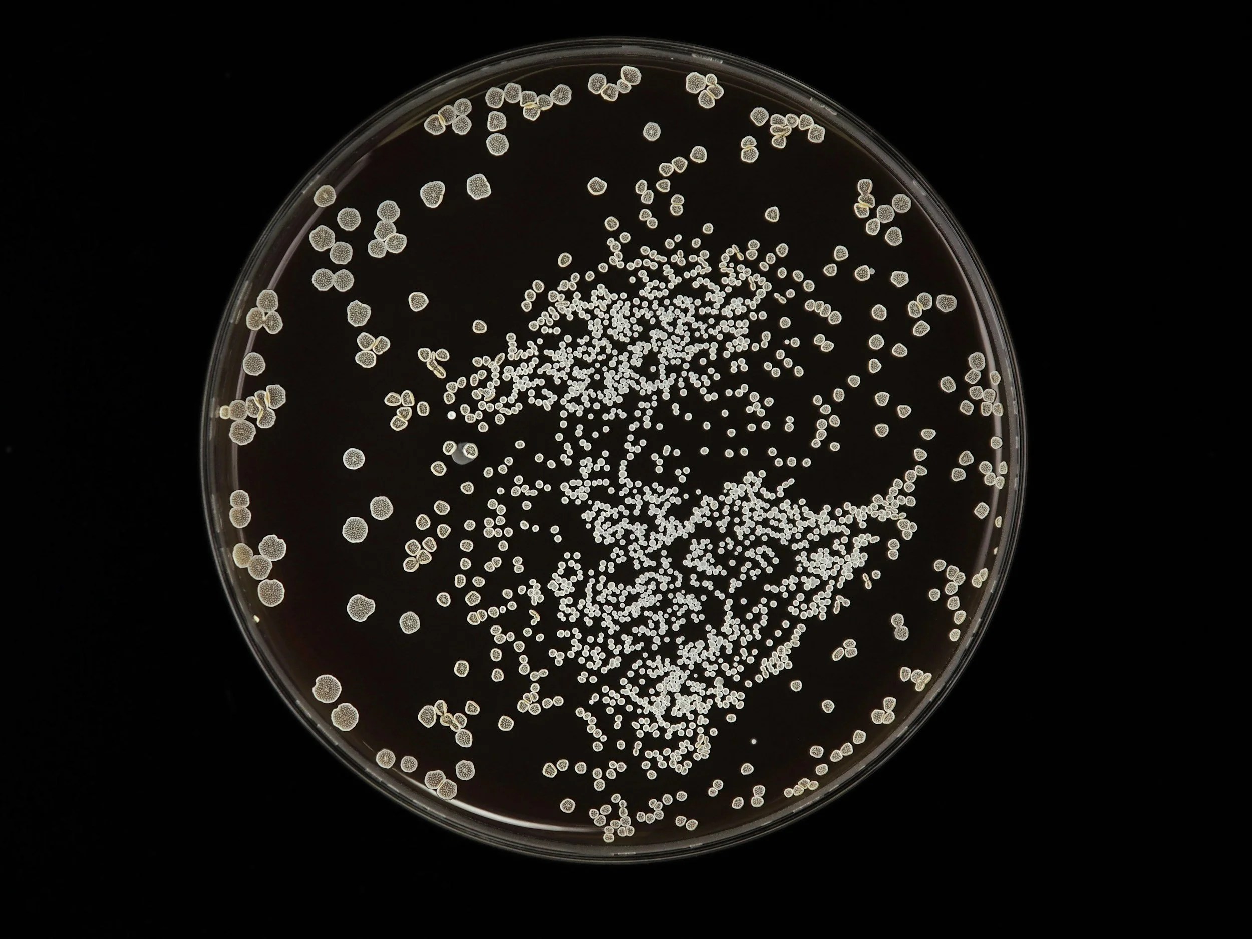 Petri dish containing bacterial colonies growing on agar medium, viewed from above.