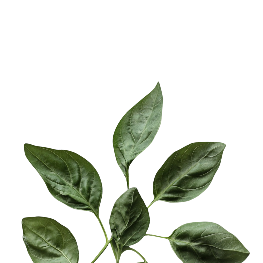 Medspa in Phoenix, AZ 85044 l Boutique Injections