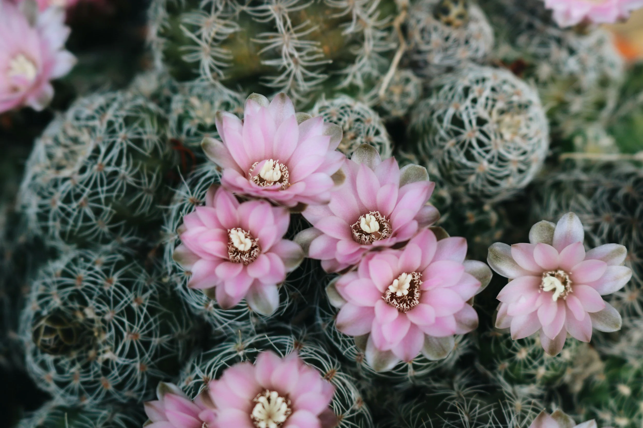 blooming cactus