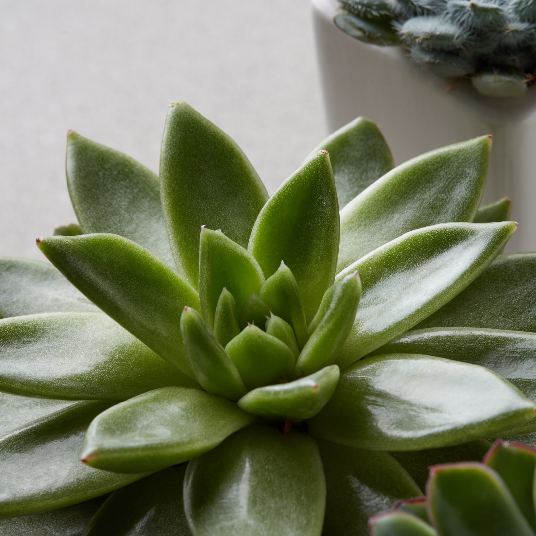 Medspa in Phoenix, AZ 85044 l Bella Vita Services LLC