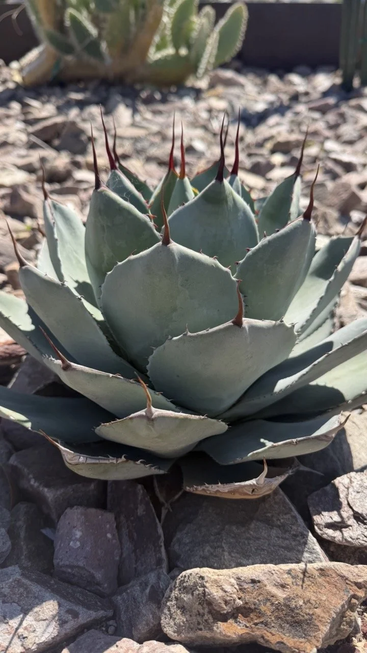 Close-up of a green agave plant with spiky tips, situated among rocks outdoors. Boutique Injections Phoenix AZ | Botox, Fillers & TMJ