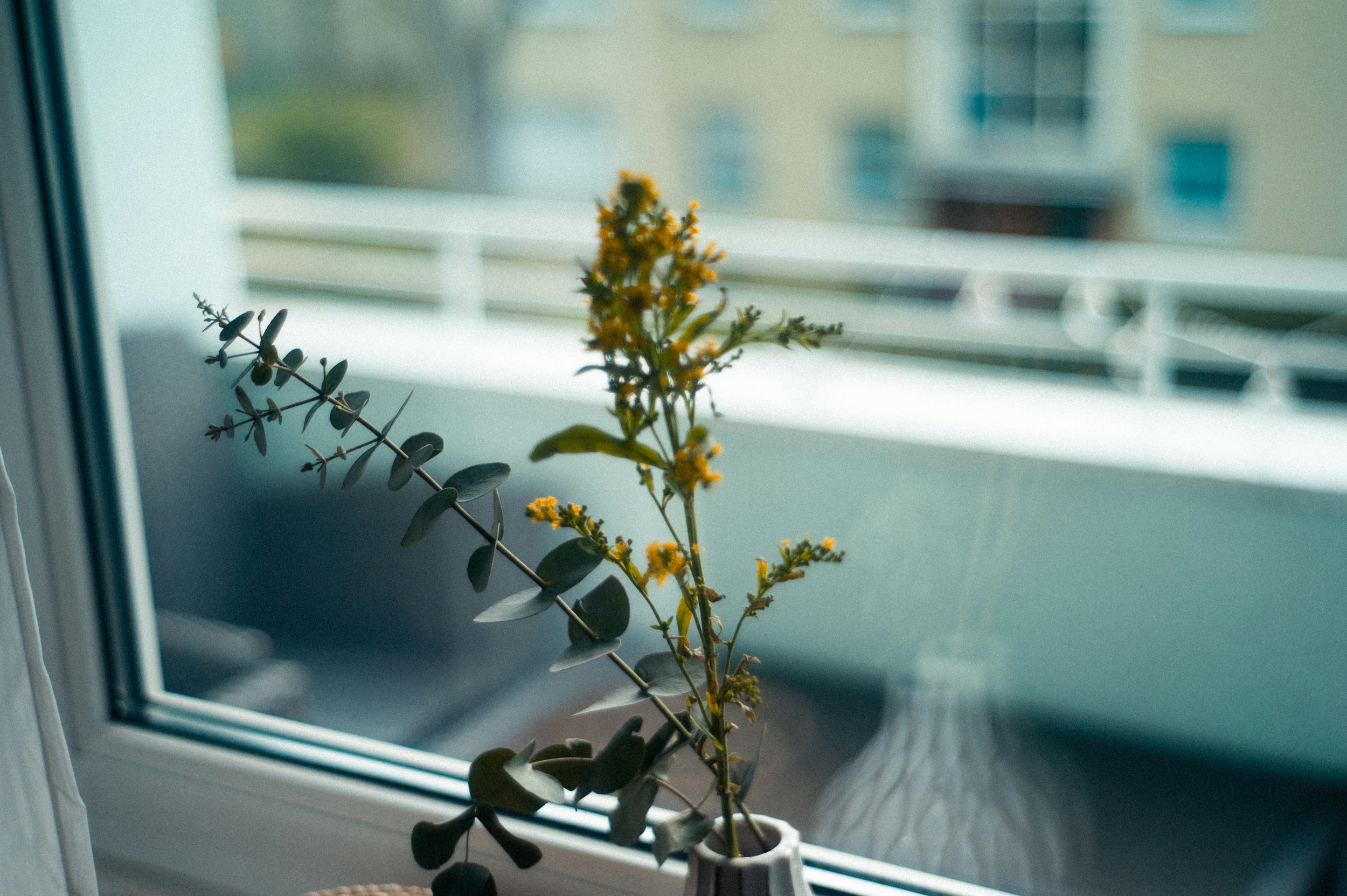 A potted plant with yellow flowers and green leaves sitting on a windowsill, with a blurred cityscape seen outside the window.