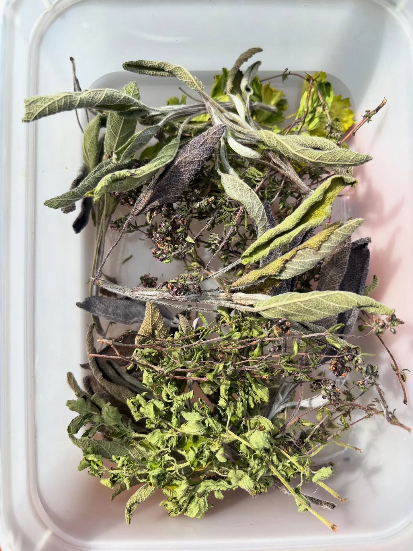 garden moments so far this month 🫛🐝