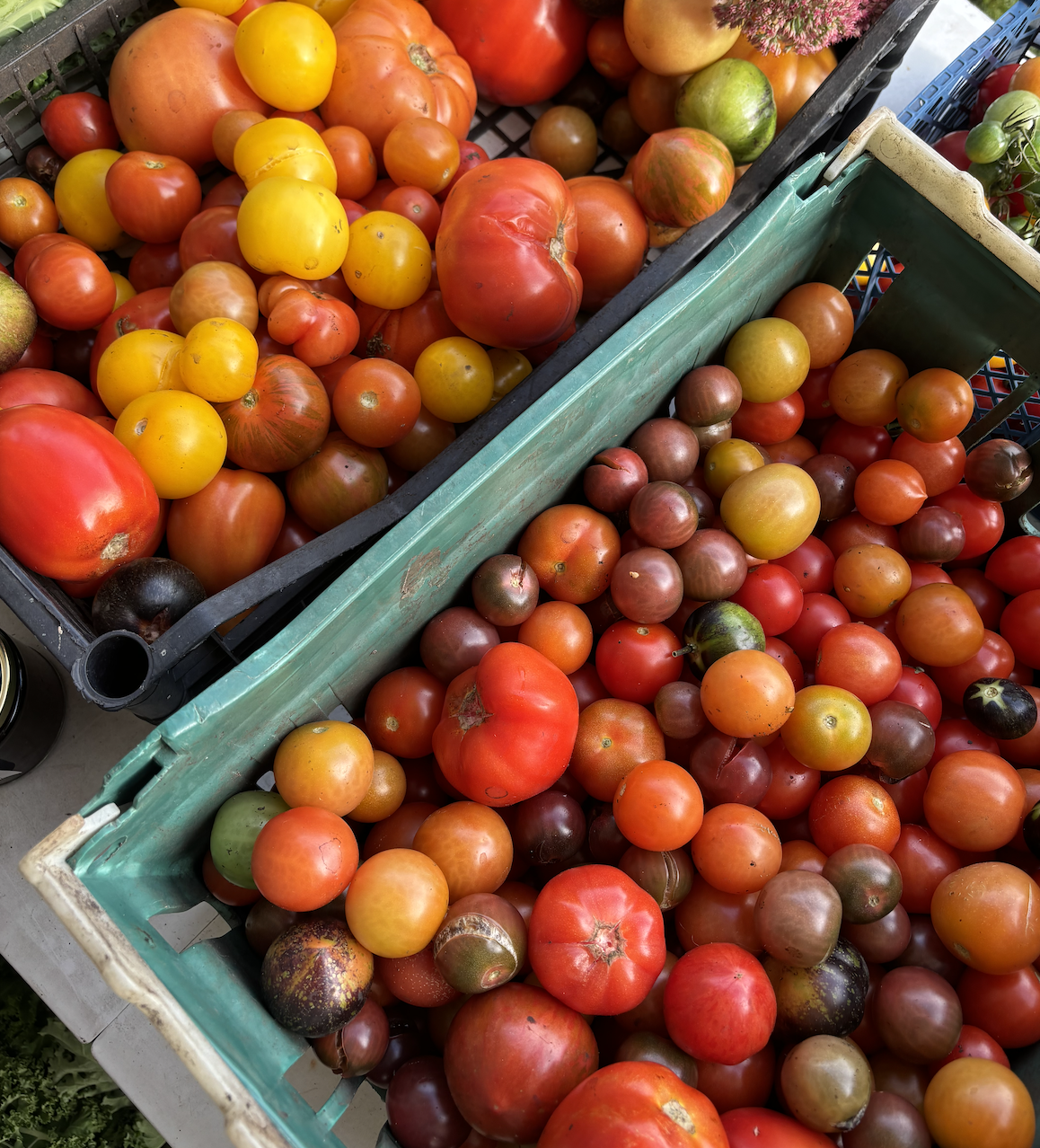 Baskets of various fresh heirloom and heirloom-style tomatoes in multiple colors, shapes, and sizes at a market stand.