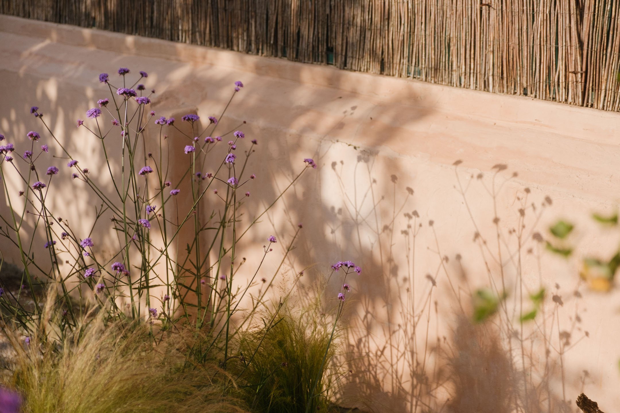 Purple flowers with shadows cast on a light pink wall and a wooden fence, sunlight illuminating the scene.