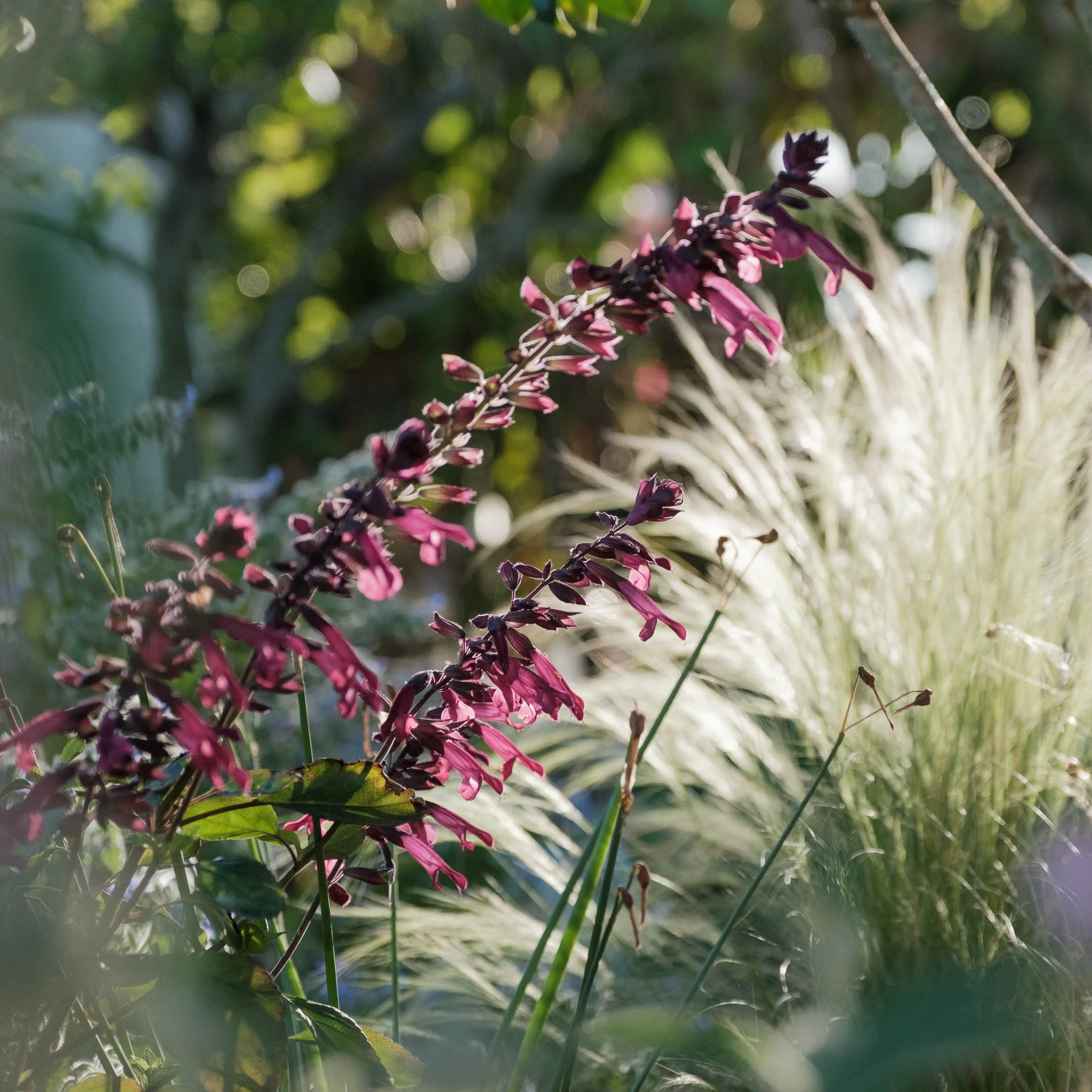 Close-up of a tall purple flower stem with small pinkish-purple flowers, surrounded by green foliage and grasses, with blurred sunlight in the background.