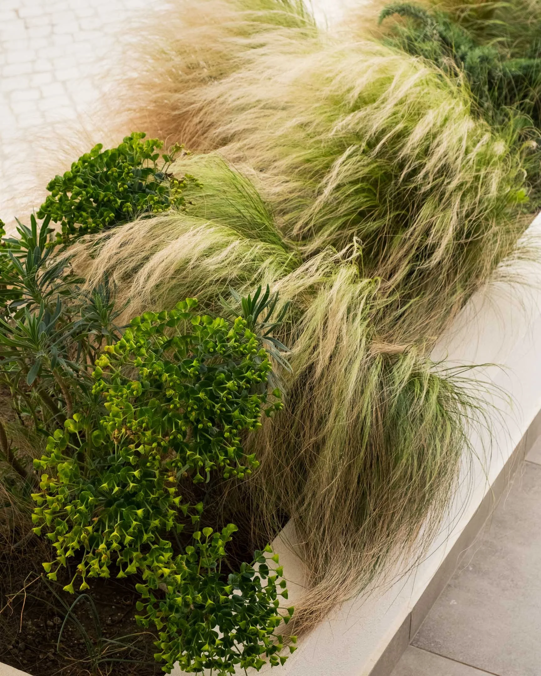 Arrangement of green plants and tall, feathery ornamental grasses in a white rectangular planter.