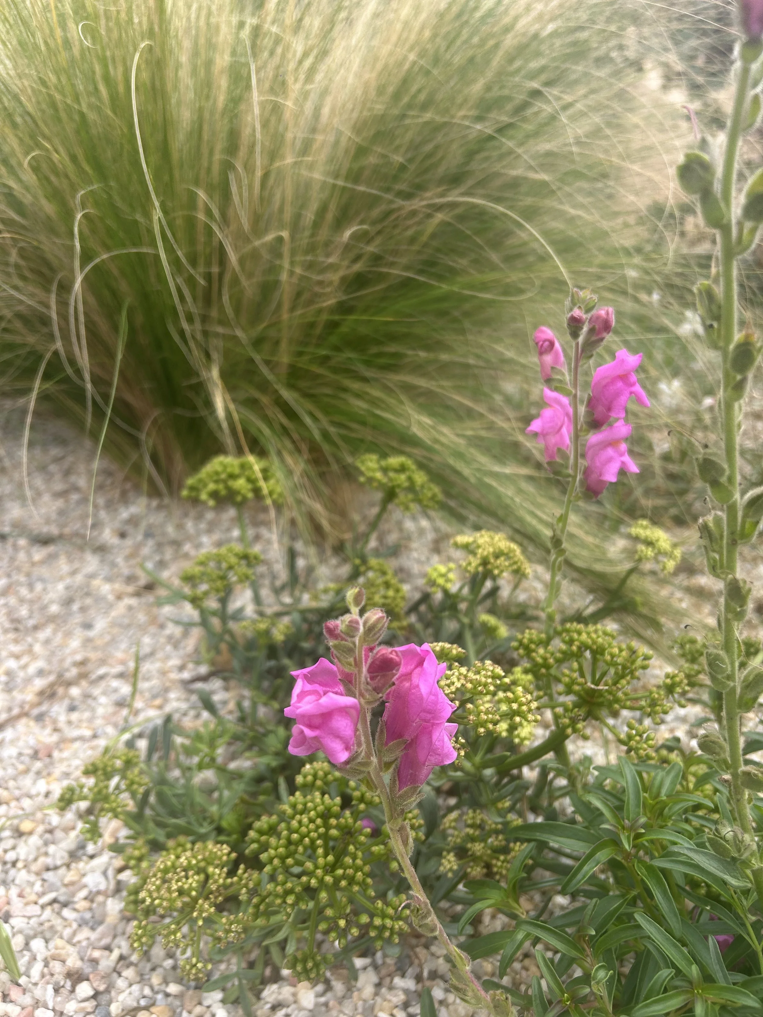Close-up of pink flowering plant with green foliage and a background of tall, wispy grass on sandy ground.
