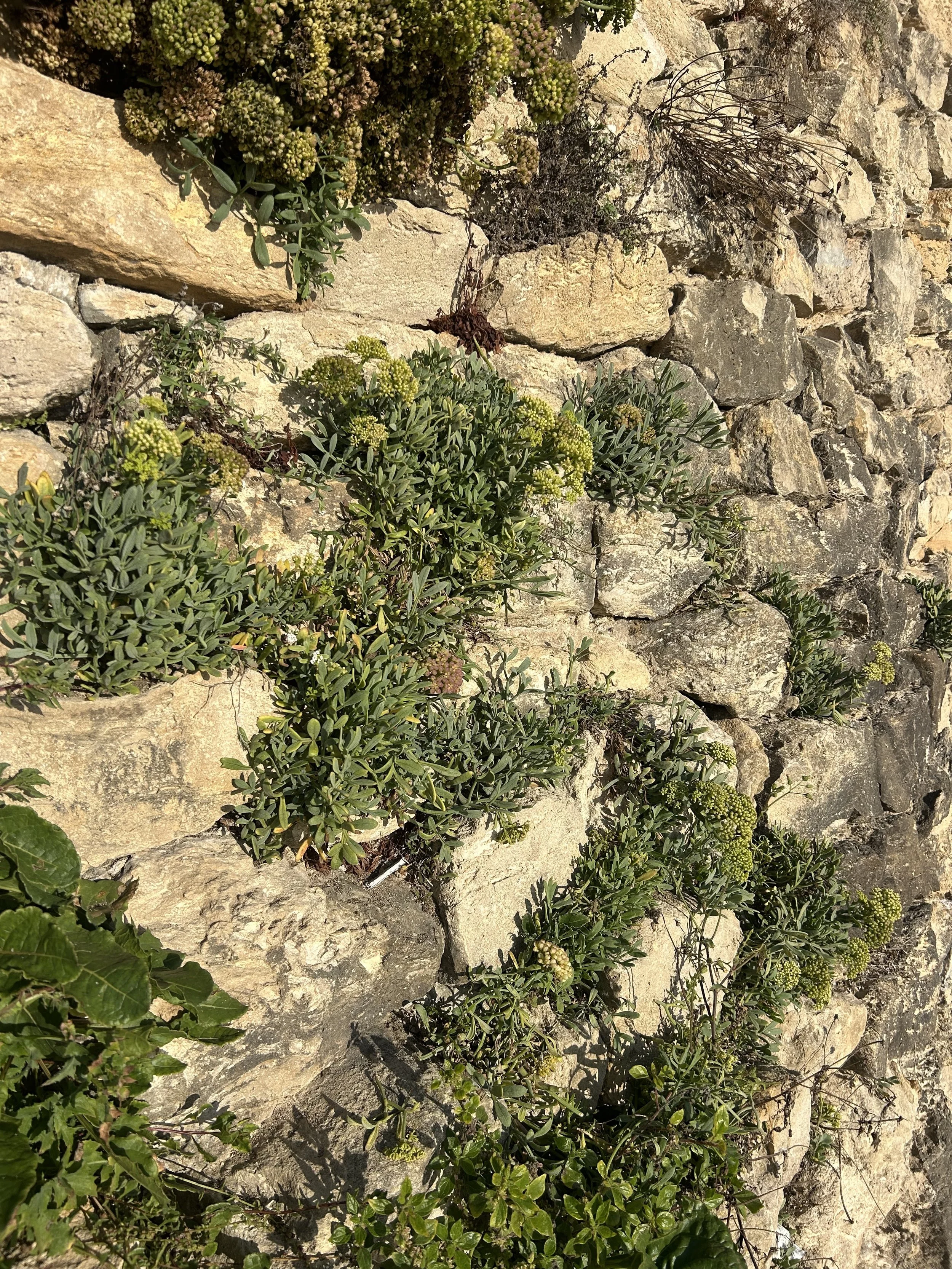 Green plants growing among rocks and stones, with some small flowers and dried branches.