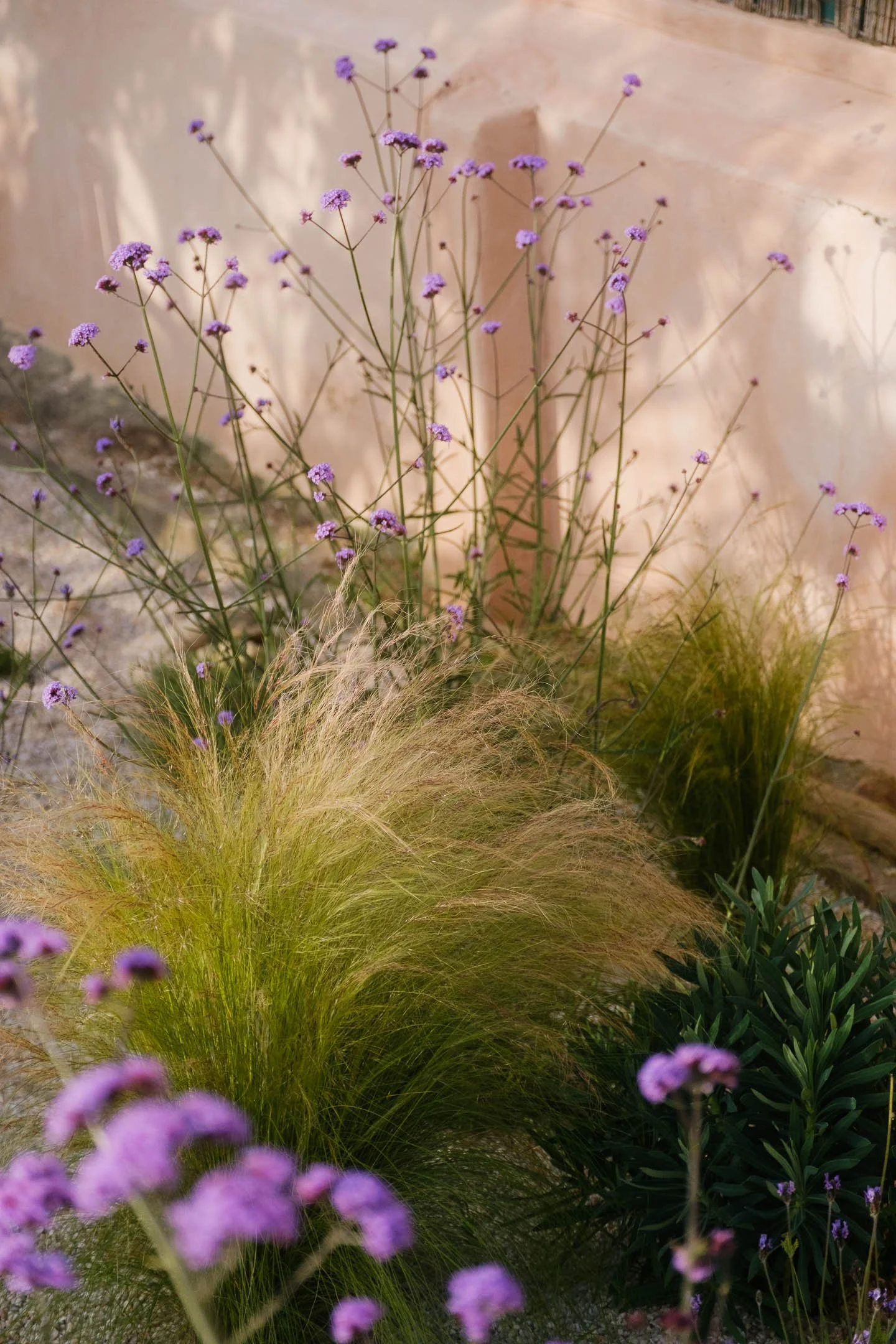 Purple flowering plants with tall, thin stems and wispy grass foliage in front of a beige wall.