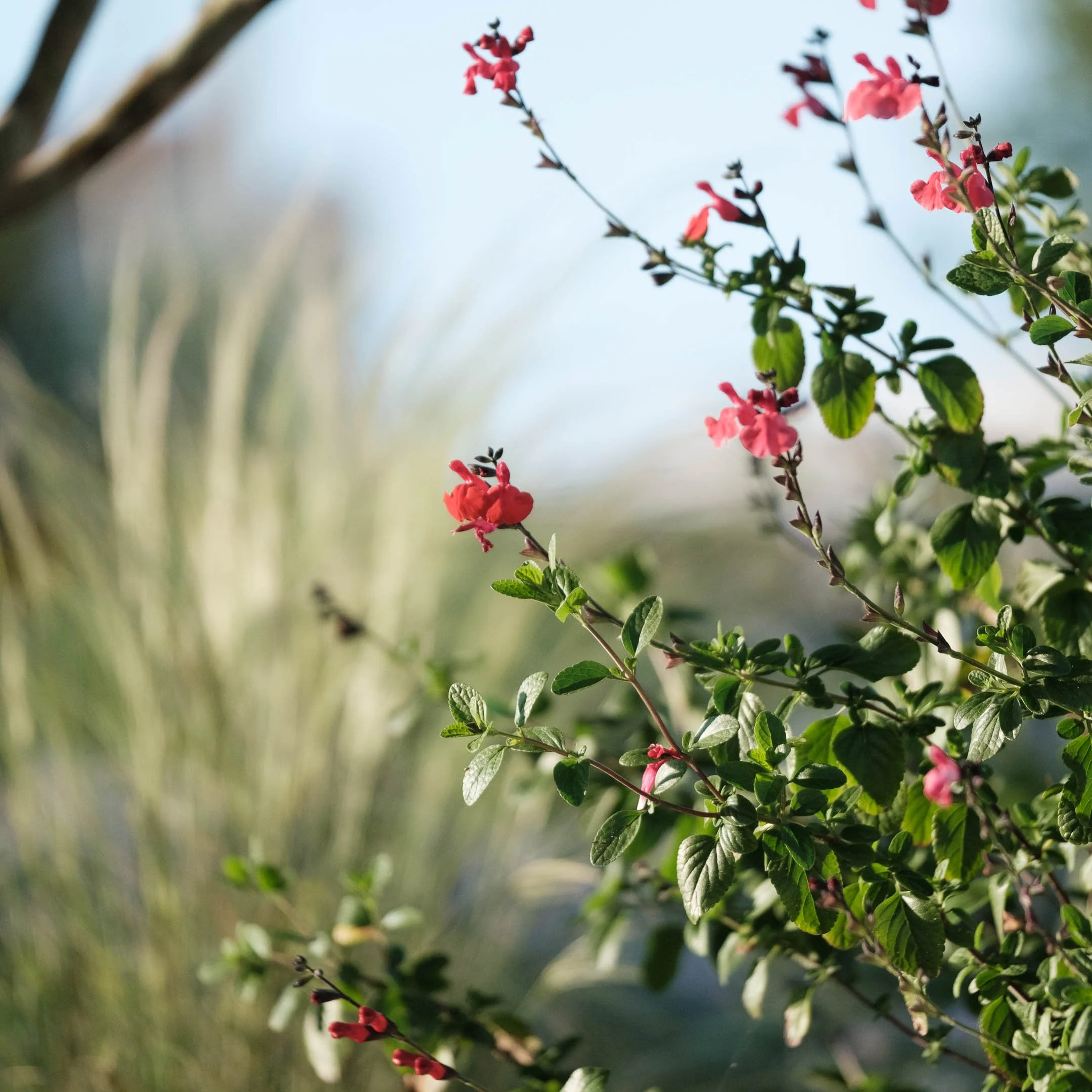 Close-up of pink flowers on a plant with green leaves, blurred background of grass and sky.