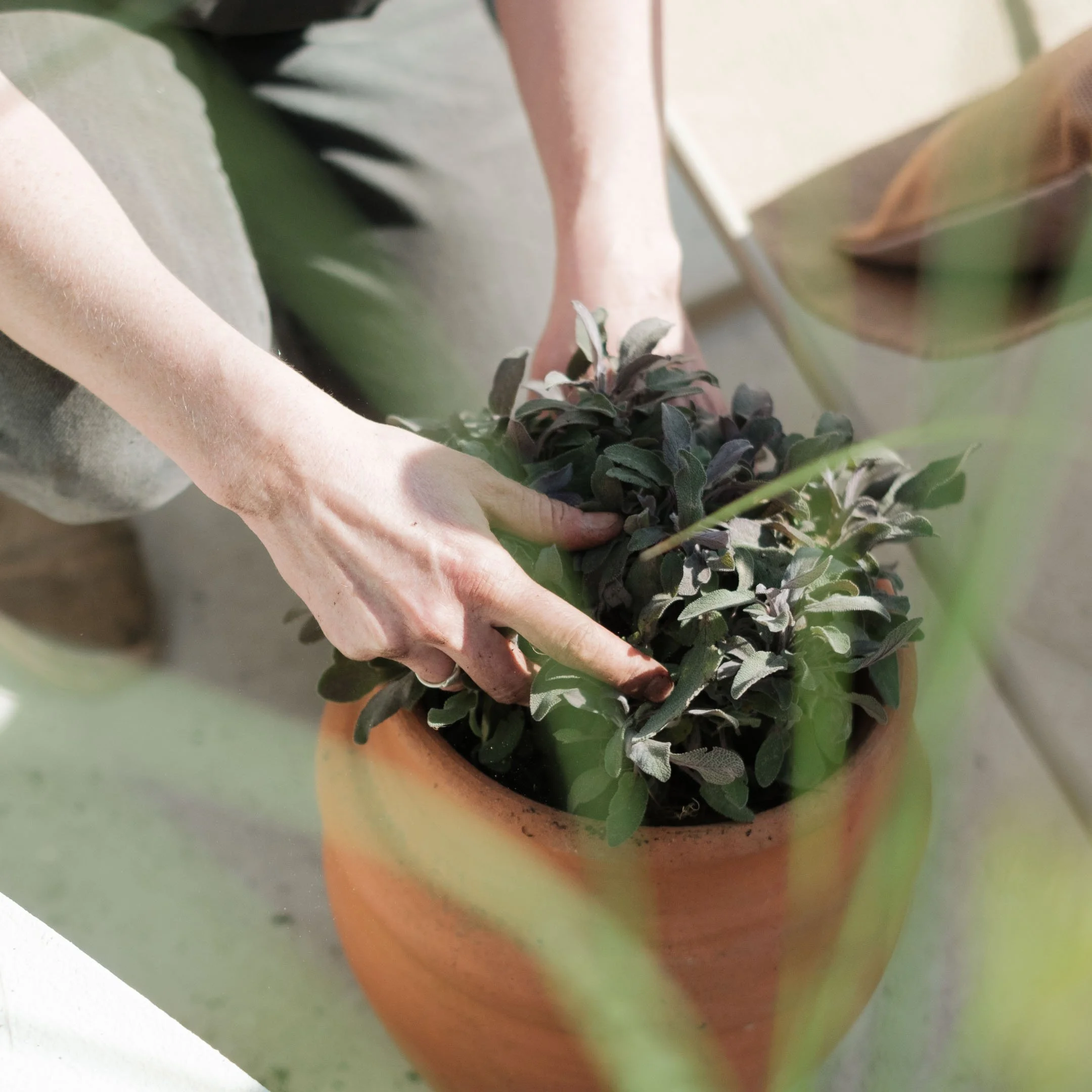 A person is planting or tending to a small shrub or herb in a terracotta pot, with green and purple leaves.