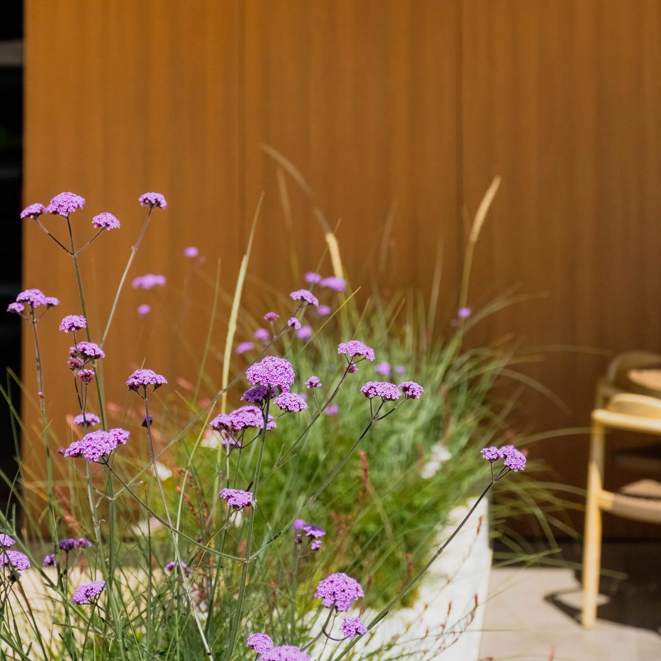 A potted plant with tall purple flowers and green grass-like foliage near a wooden wall and furniture.
