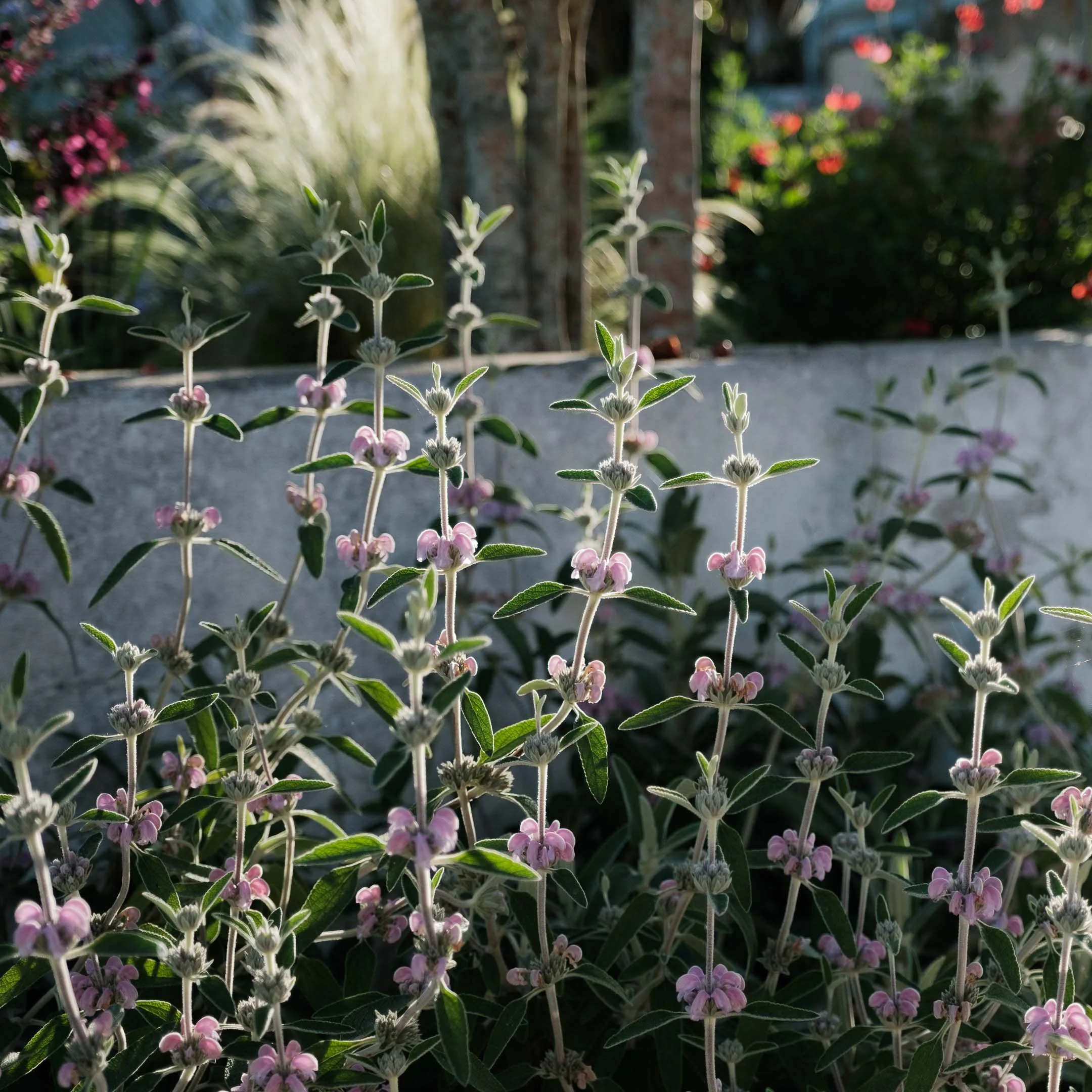 Close-up of pink and green flowering plants in a garden with a blurred background.