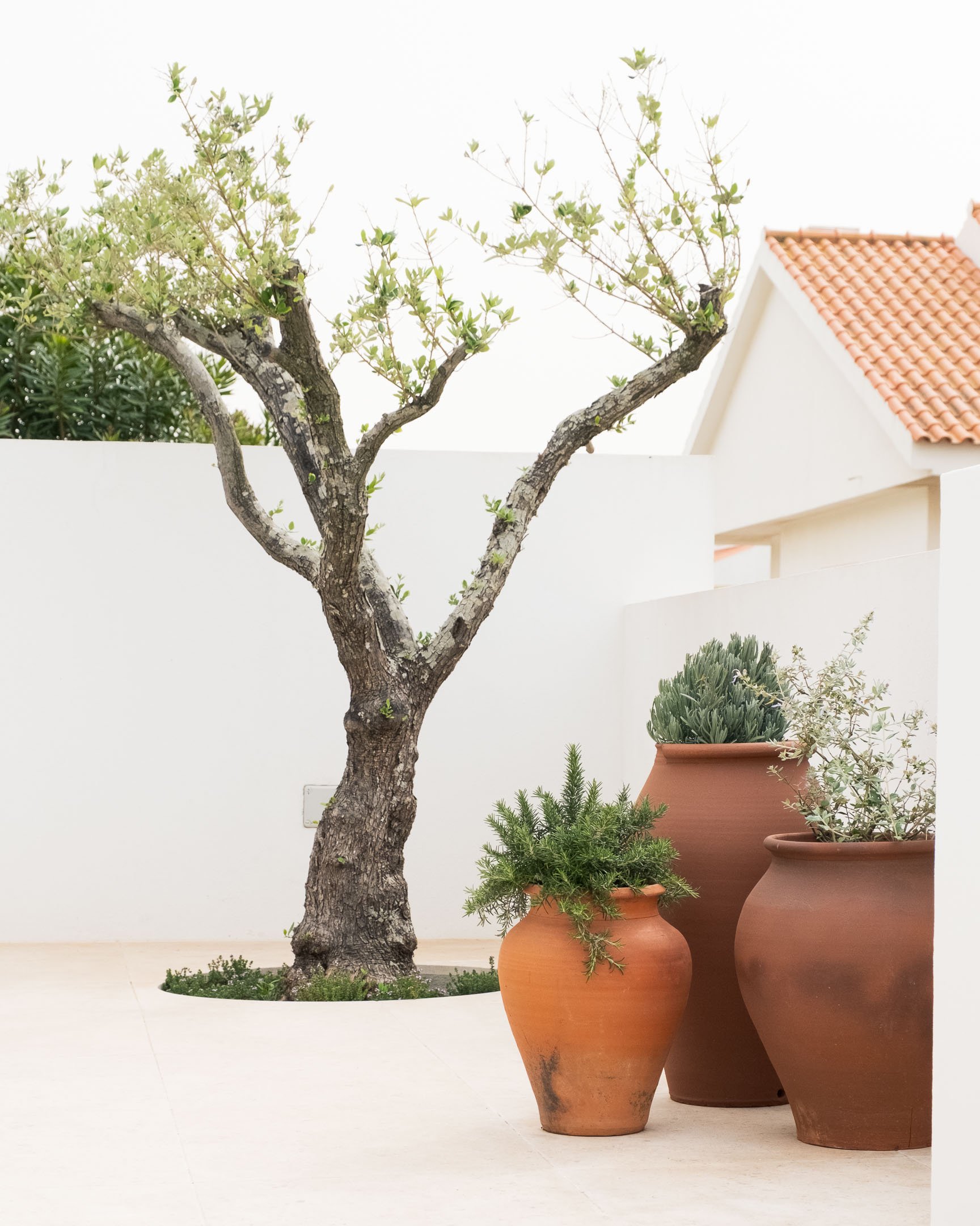 A small tree with a textured trunk and sparse green leaves, standing in a white circular planter. Four terracotta pots with various green plants are in the foreground, and a house with a red-tiled roof is partially visible behind a white wall.