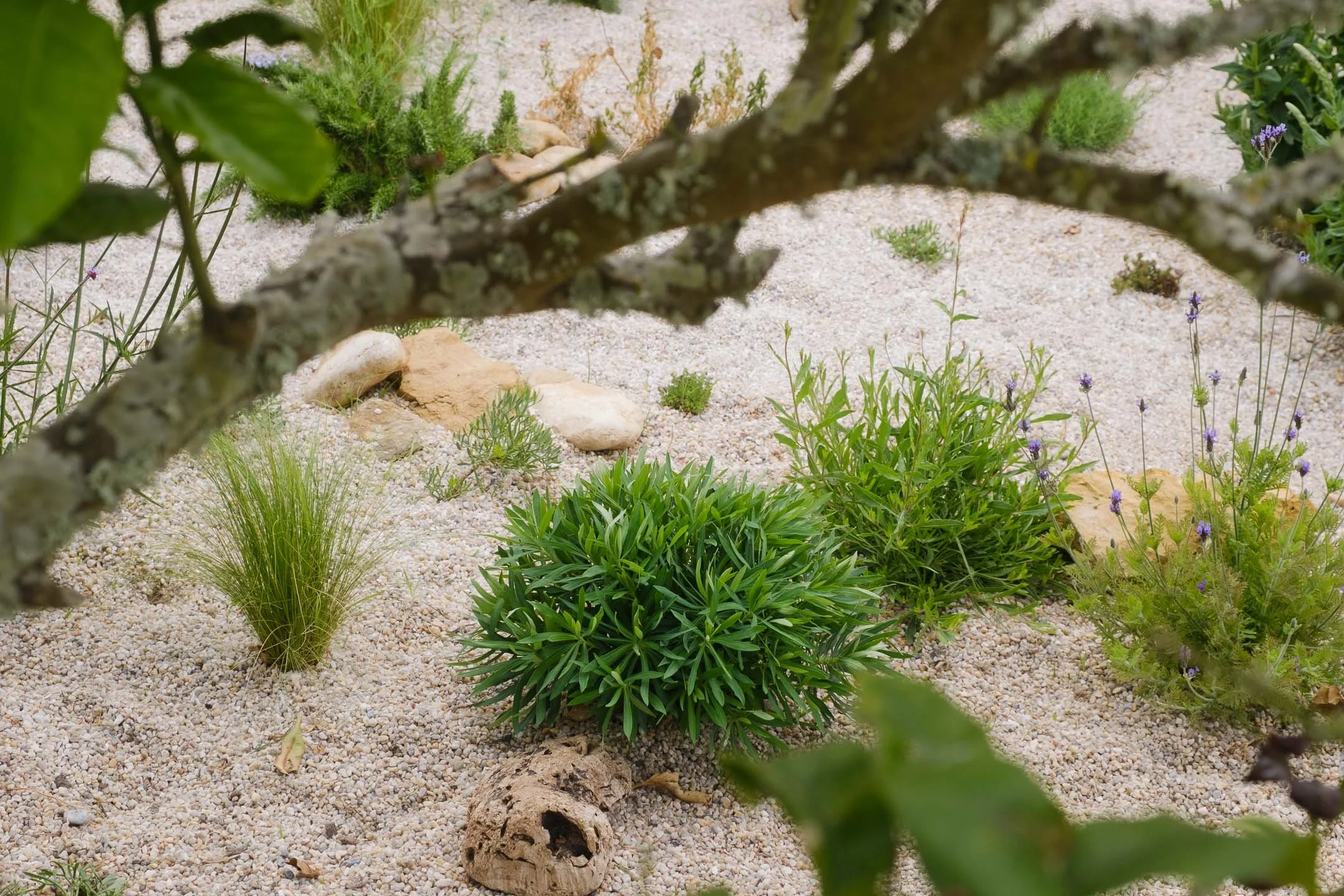 A close-up view of a garden with various green plants, small rocks, and a sandy ground, partially framed by tree branches and leaves.