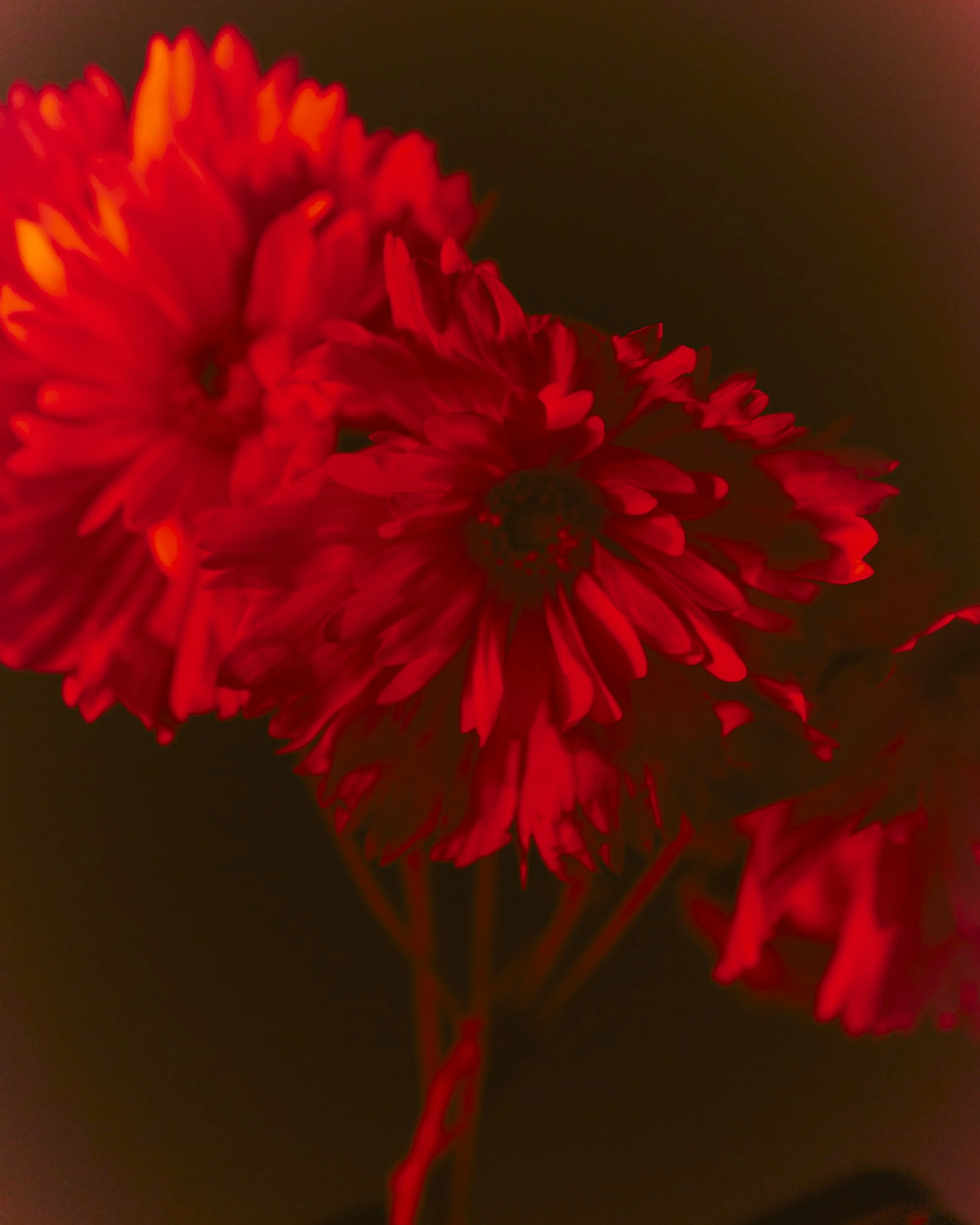 Close-up of a bouquet of red flowers against a dark background.