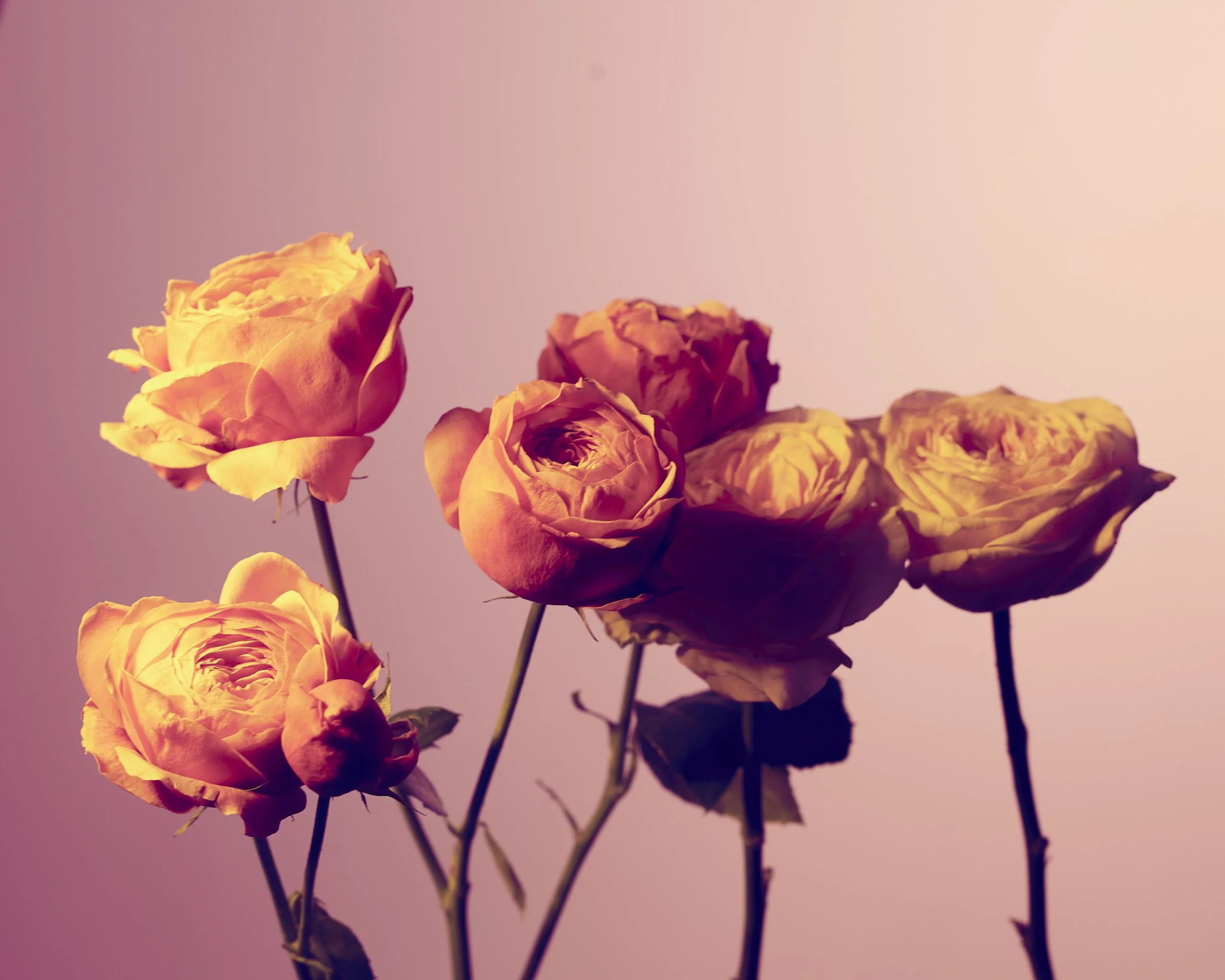 A bouquet of pink and orange roses against a soft, pink background.