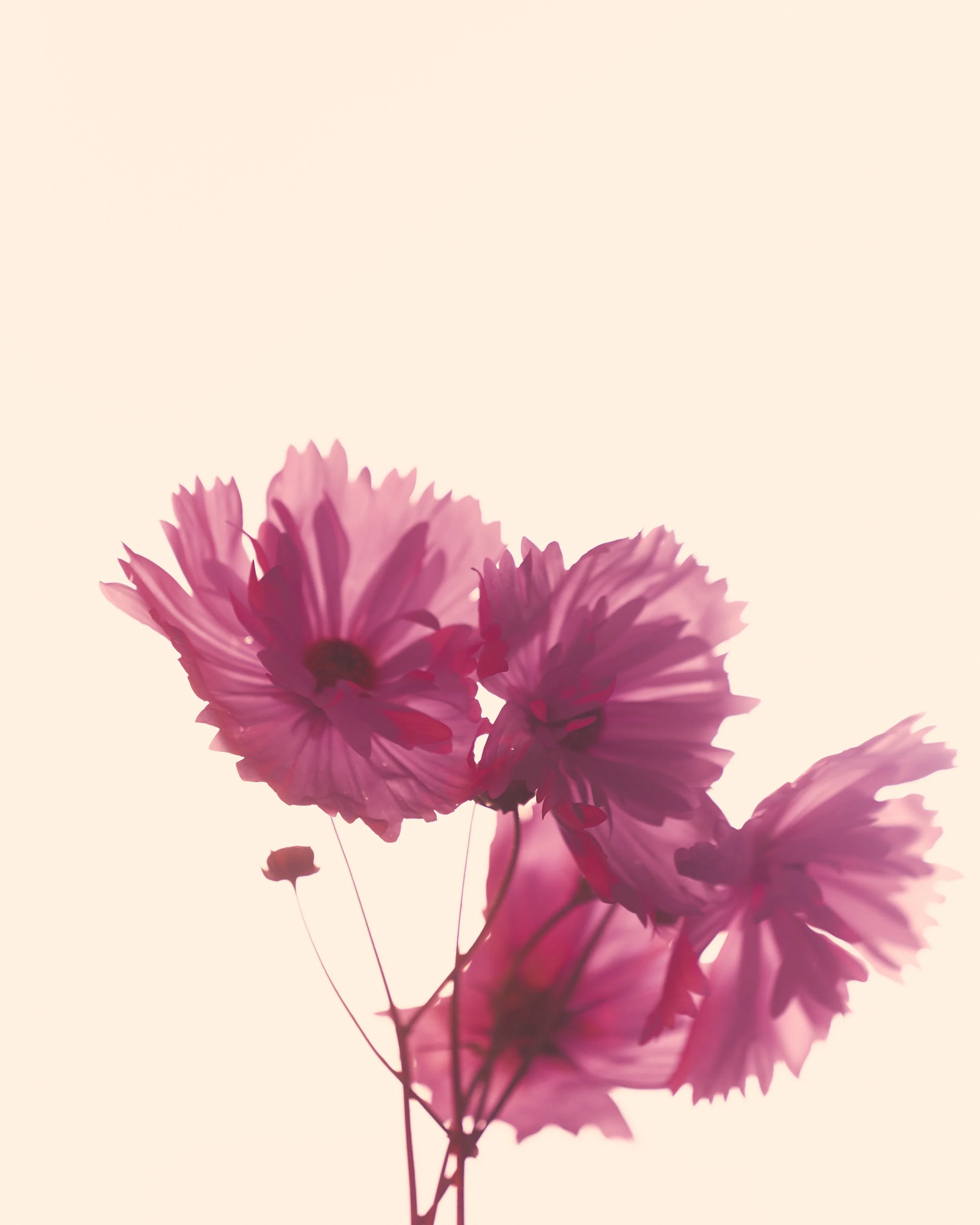 Pink flowers against a light background.