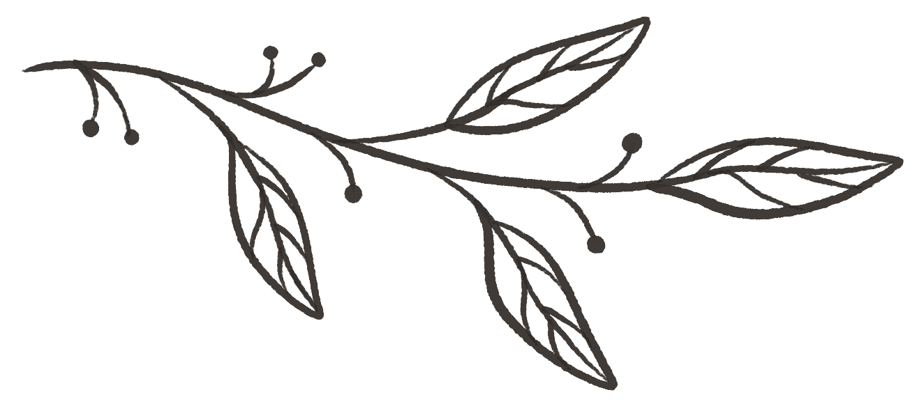Decorative botanical illustration of a slender sprig with elongated leaves and small round berries, in dark gray lines.