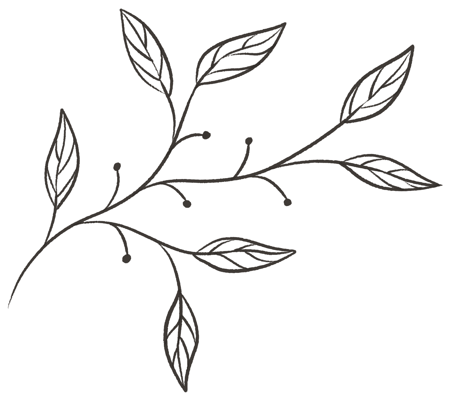 A simple, thin-lined illustration of a leafy branch with leaves and small berries.