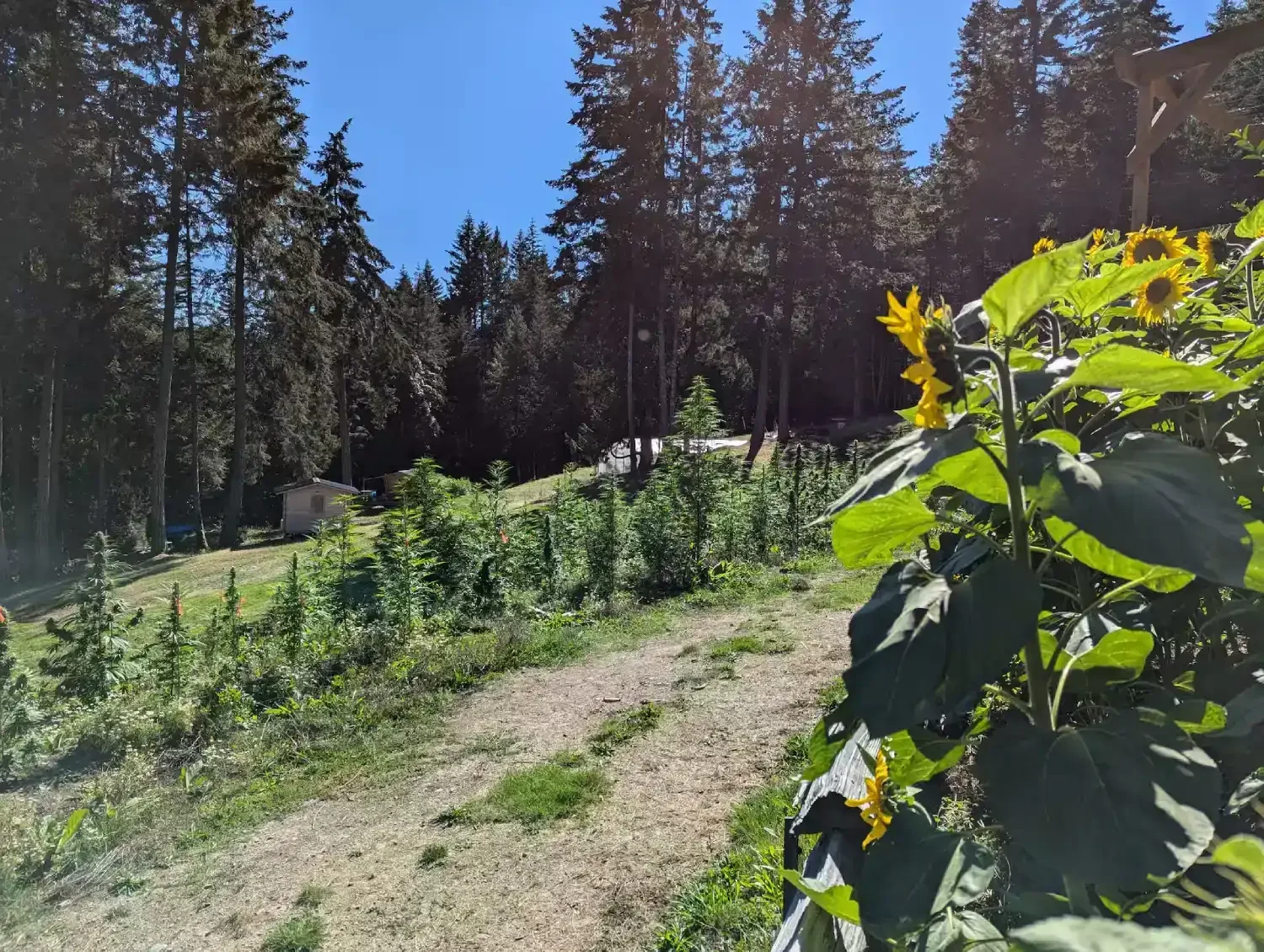 Sunflowers in front of hemp plants, in the back greenhouse