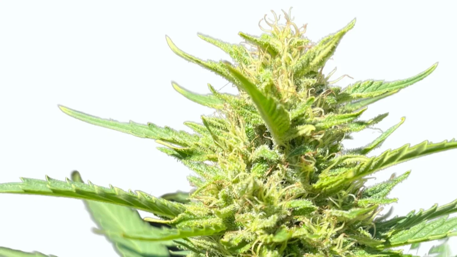 west coast weedery cannabis flower