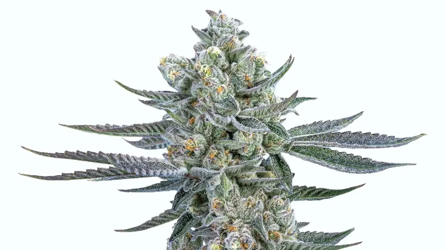 casa di fiore cannabis bud