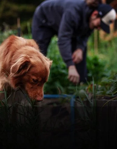 Farm dog Mac with owner Adam in garden