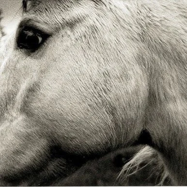 Close-up of a white horse's face showing its eye and facial details.