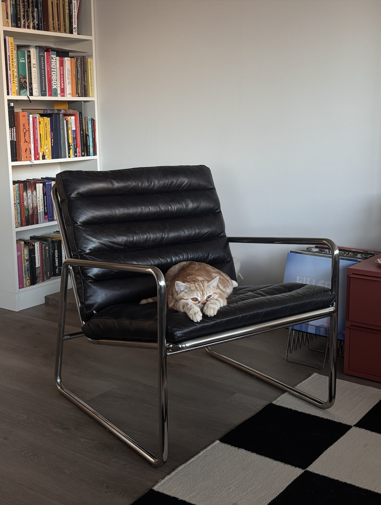 A ginger cat lying on a black leather and chrome chair in a living room. There are bookshelves with books on the left and a red cabinet on the right, with a blue item and some magazines underneath it. A checkered black and white rug is partially visible on the floor.