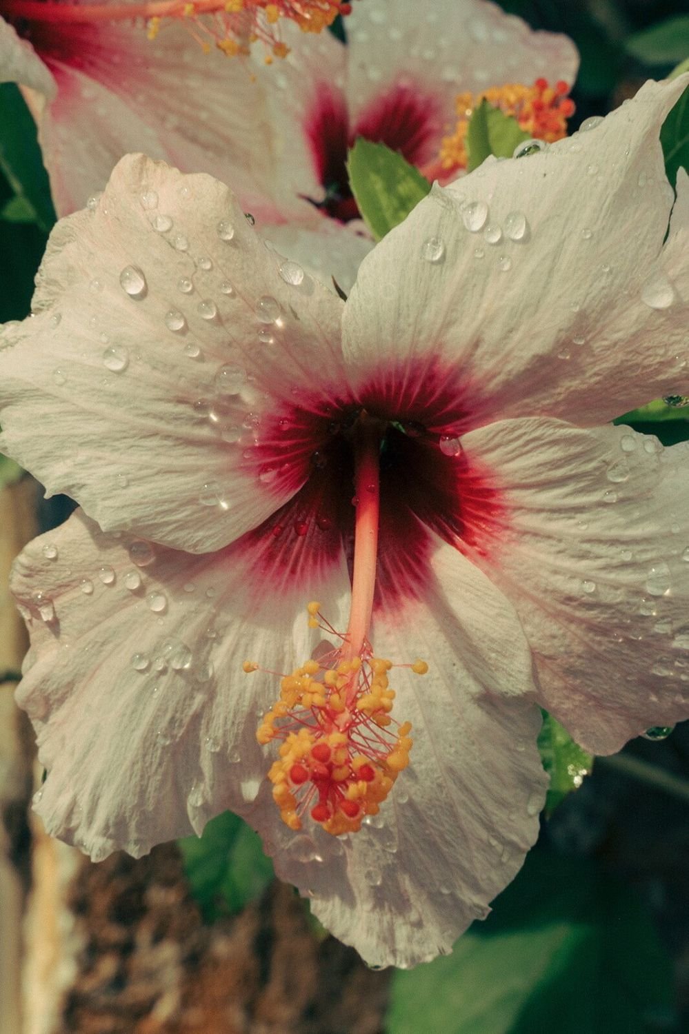 Close-up of a white hibiscus flower with red and dark pink markings near the center, water droplets on petals, yellow stamens with red tips.