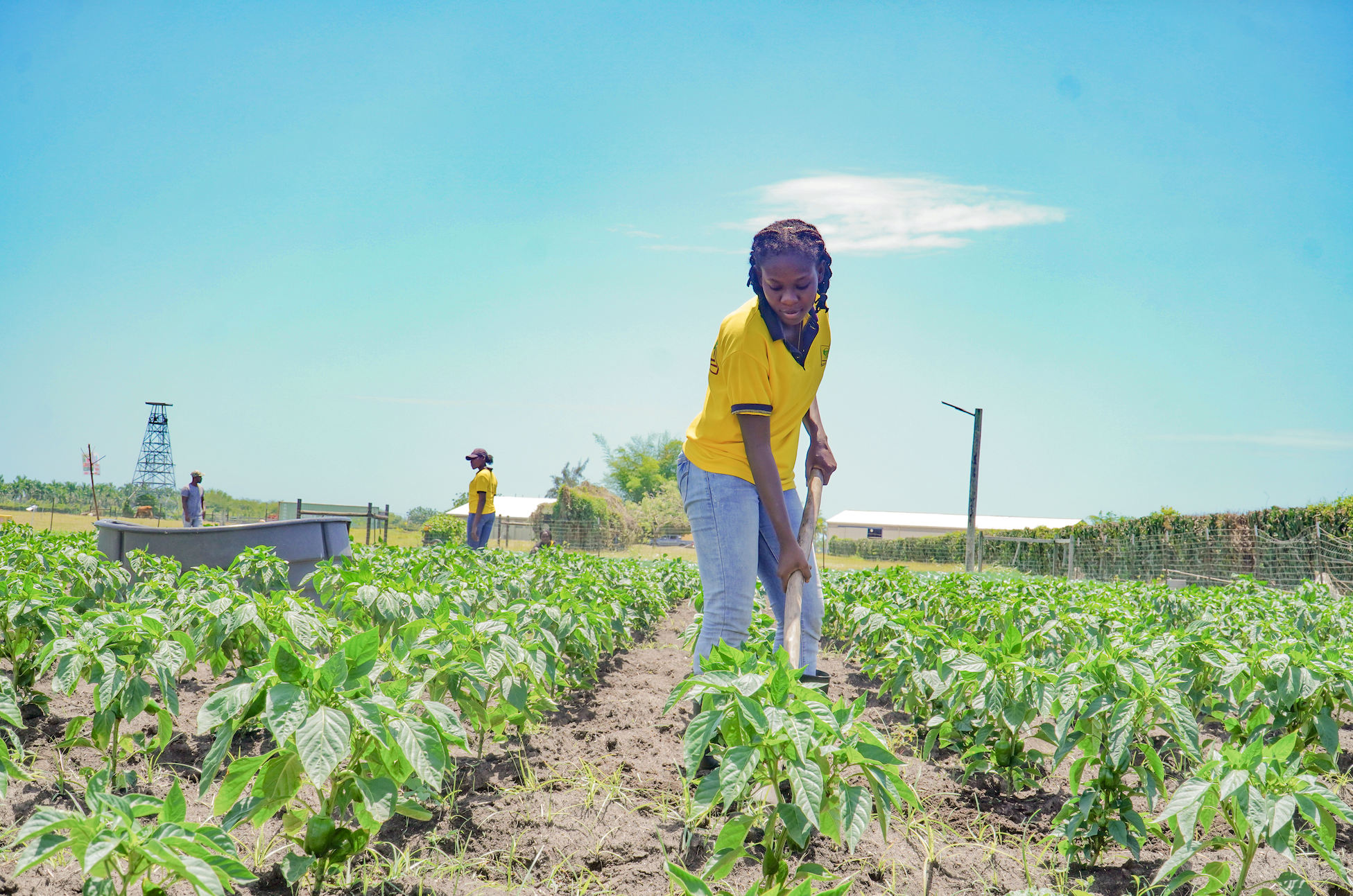 Young Haitian woman weeding large garden with a hoe wearing her yellow school uniform