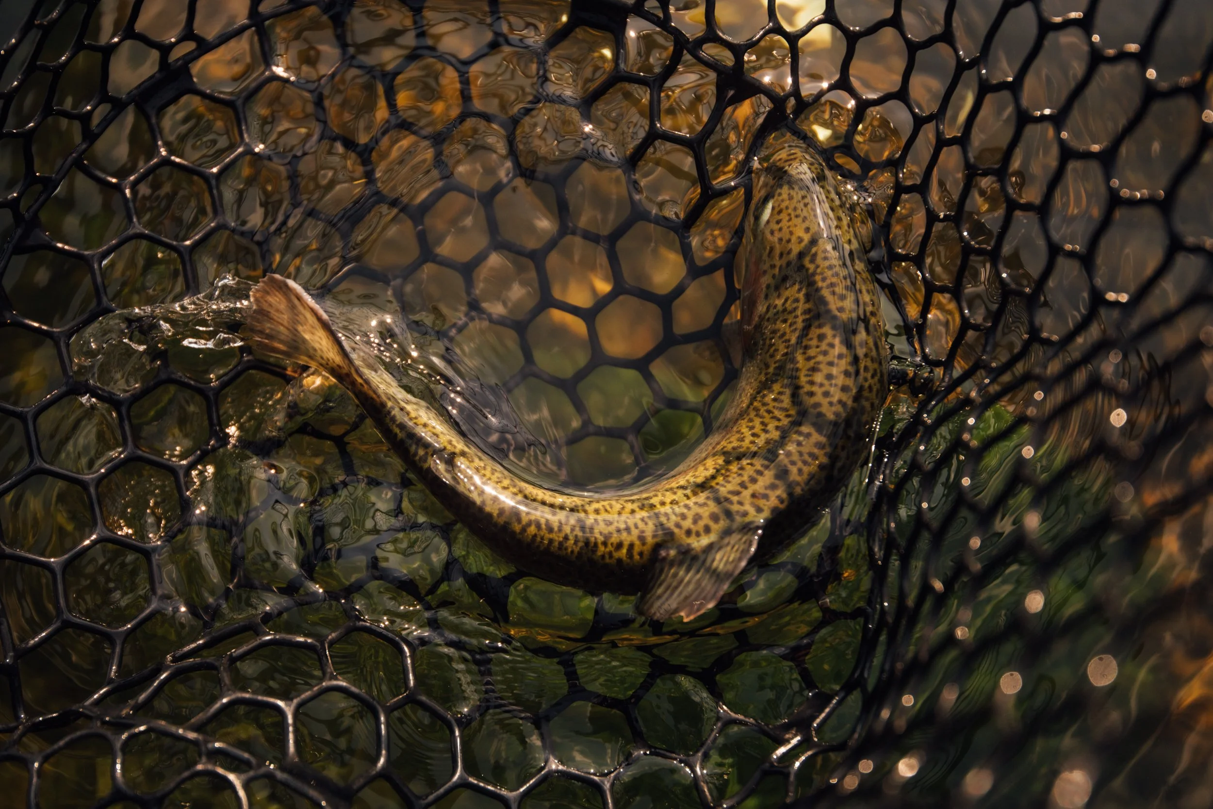 Why Midweek Is the Best Time to Fish the White River This Fall