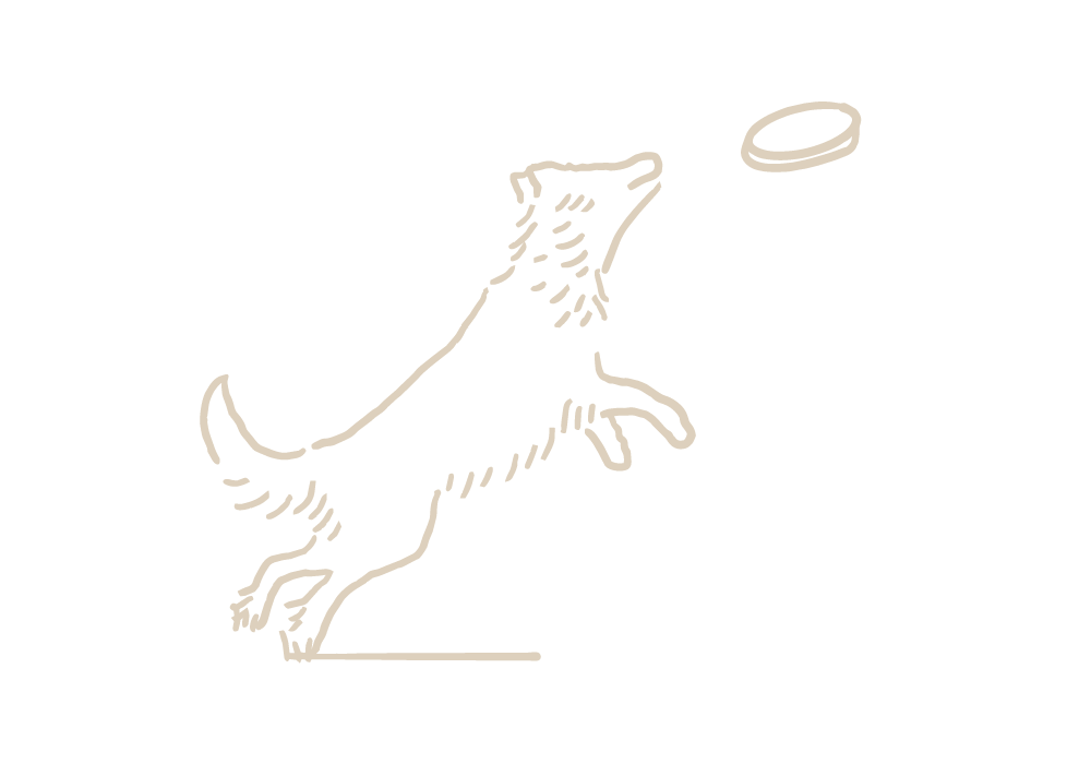 Line drawing of a dog jumping to catch a frisbee in mid-air.