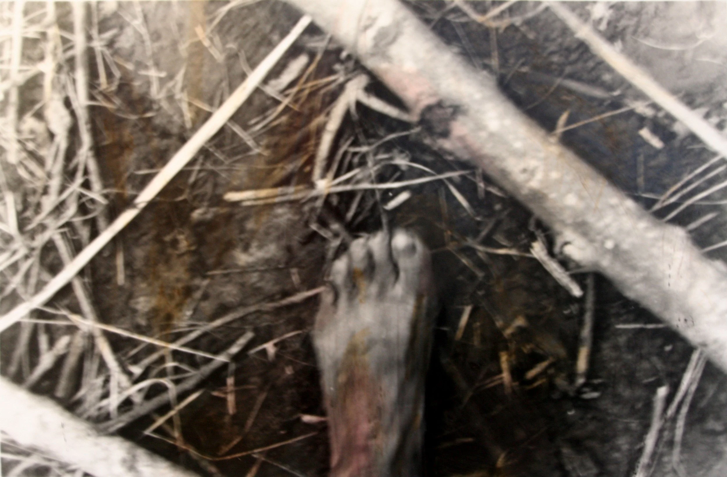 Serie Run 2, gemengde techniek, fotografie, acryl, notenbolster (2007).jpg