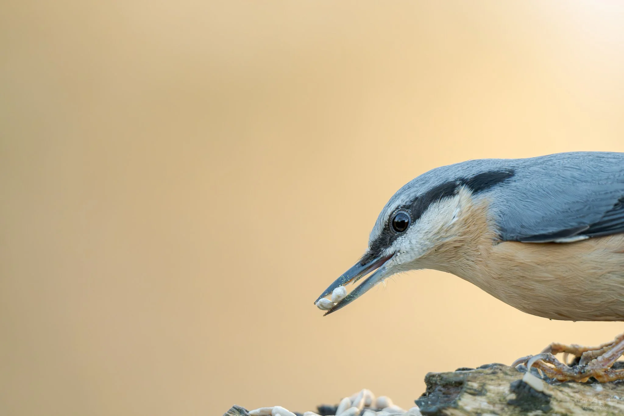 A close-up of a Nuthatch, a blue and white bird with a black eye, perched on a log, with a few white seeds in its beak, against a blurred beige background.