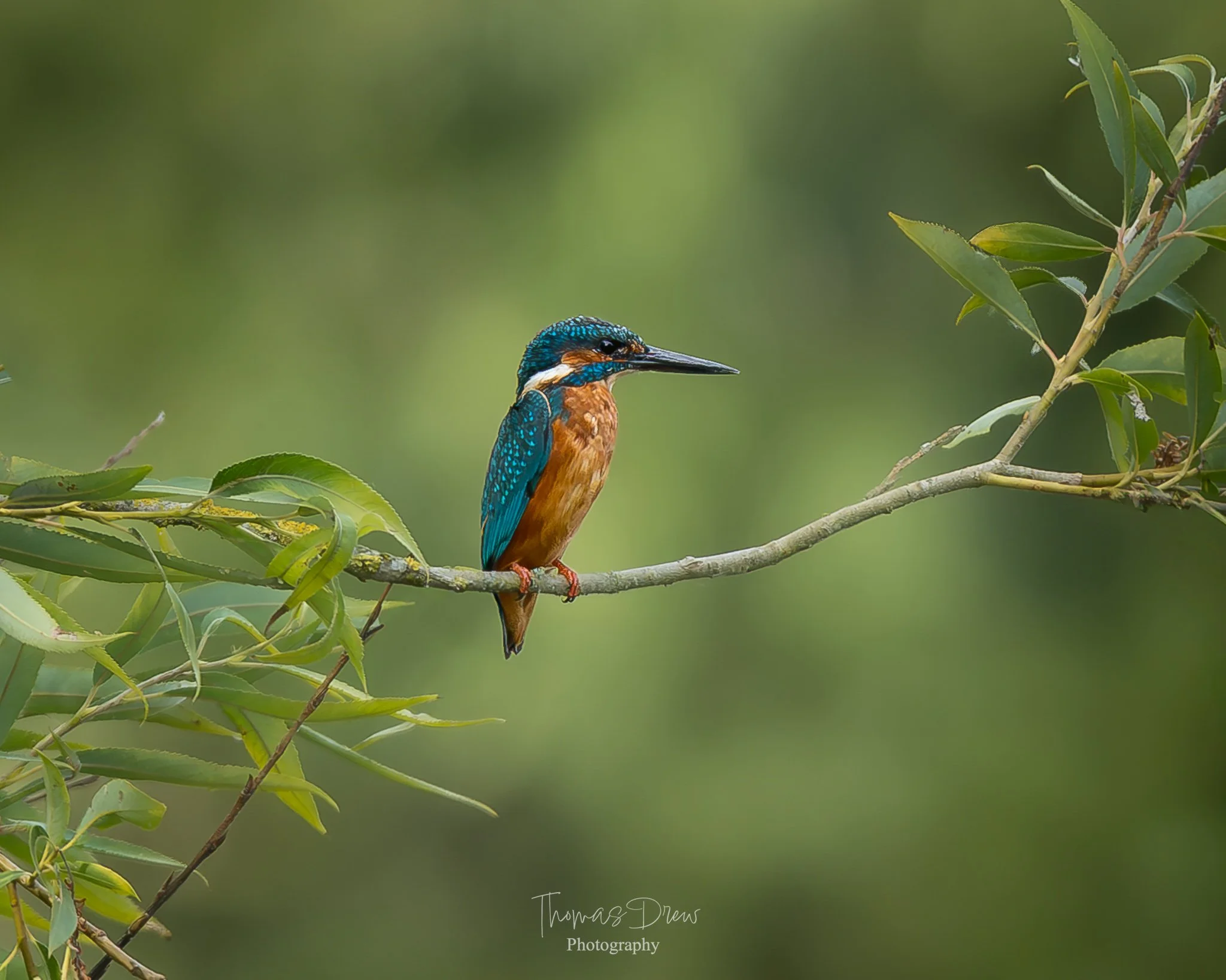 A colorful kingfisher bird perched on a tree branch with green foliage in the background.