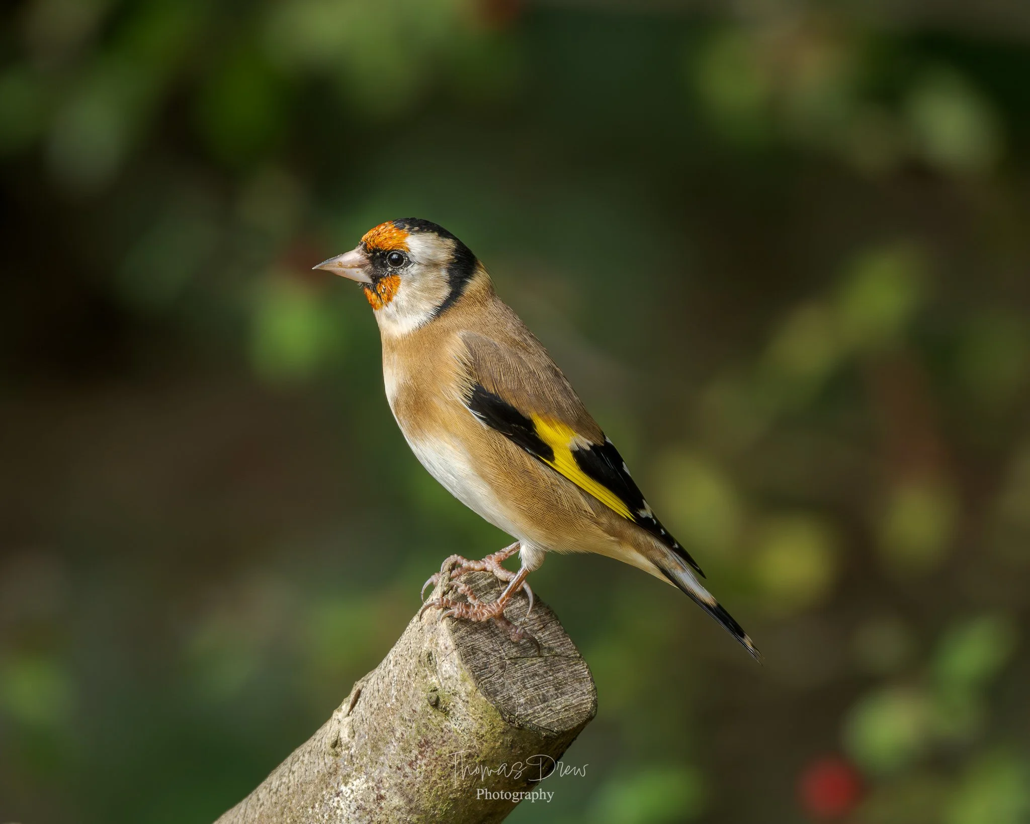 Image of a Goldfinch, a small bird with a black, white, orange, and yellow face and brown body perched on a branch against a blurred green background.