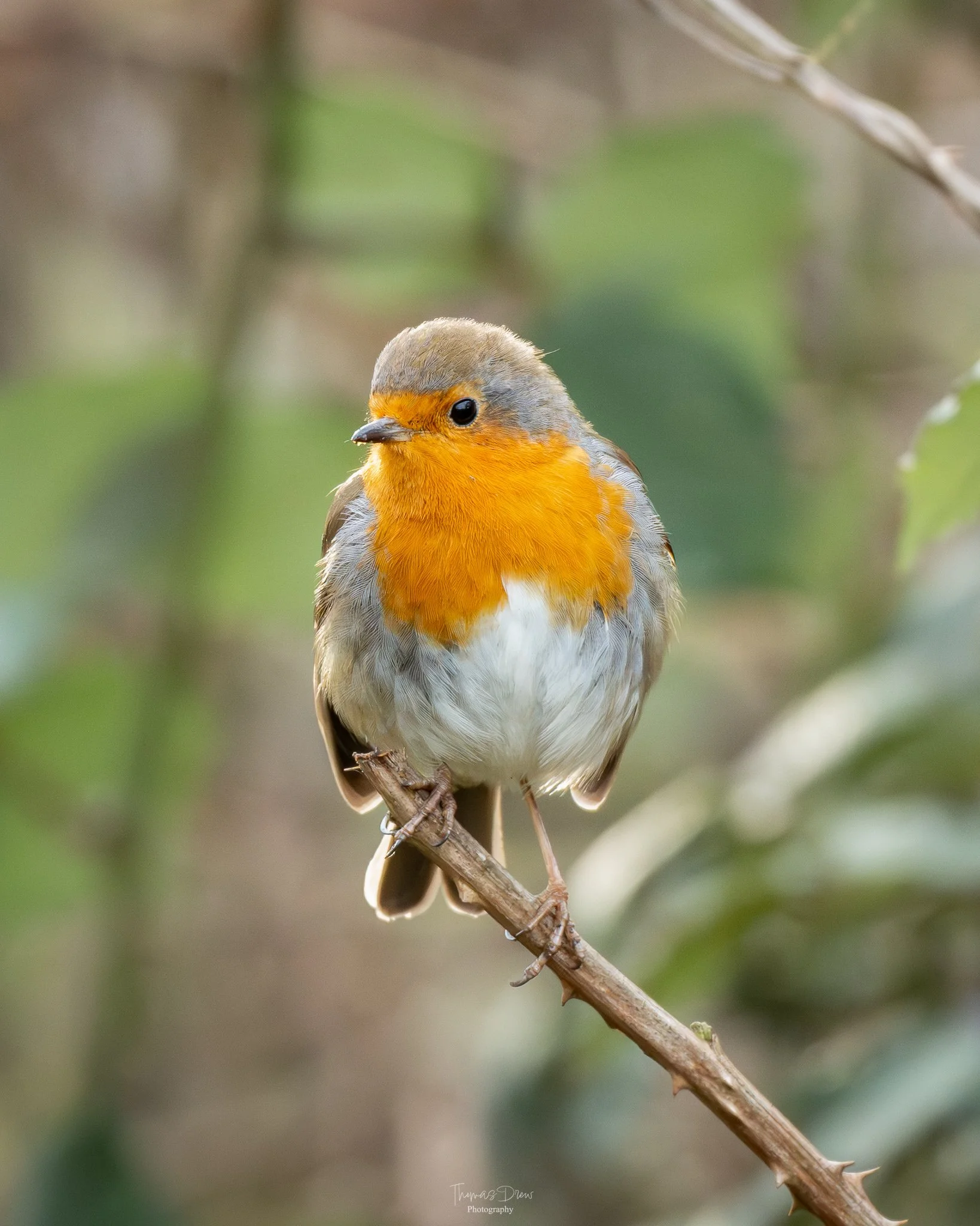 A small Robin bird with a bright orange chest, grey head, and white belly perched on a thin branch, with a blurred green and brown background.
